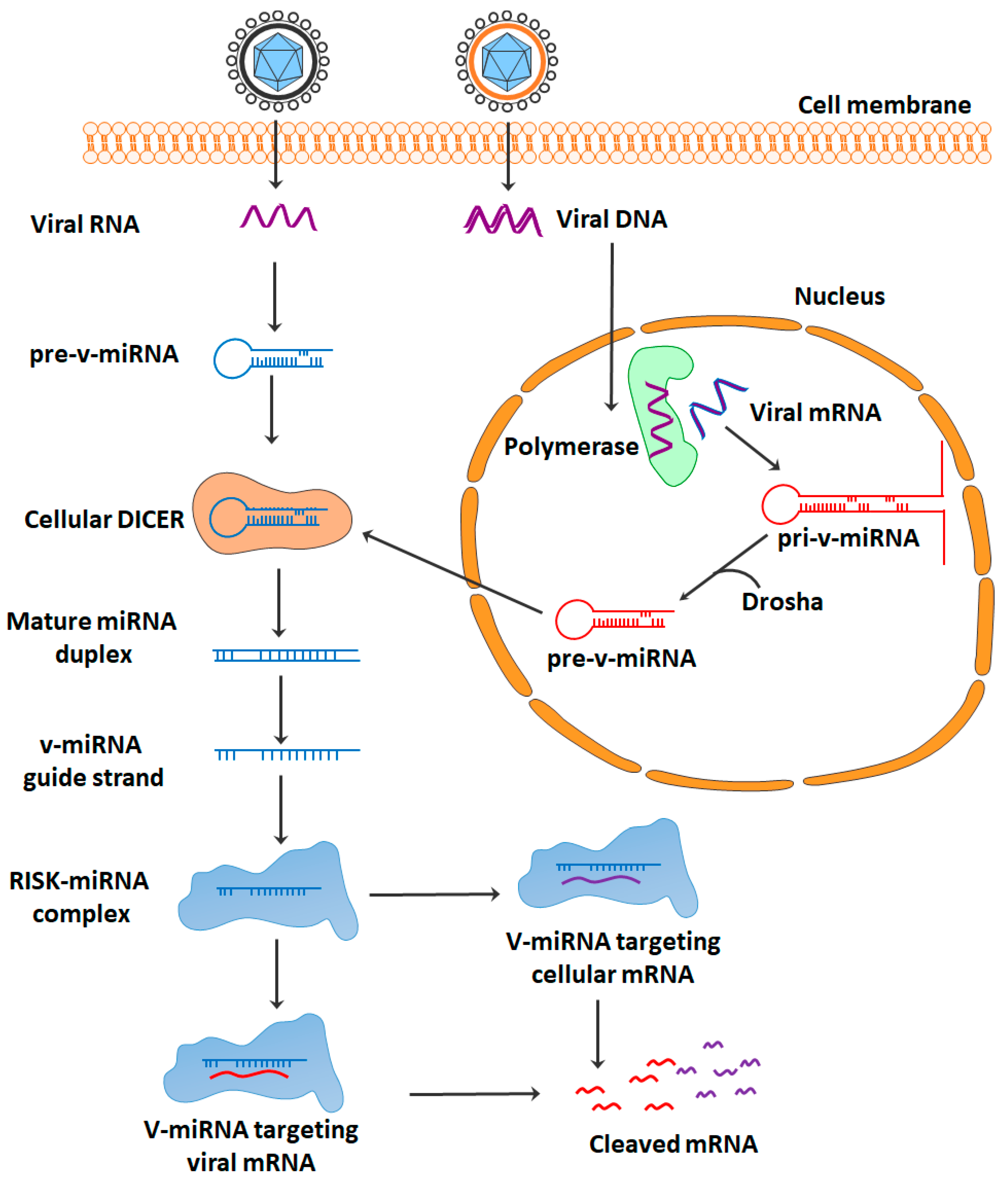 Pharmaceuticals 16 00485 g002 Pharmaceuticals 16 00485 g002