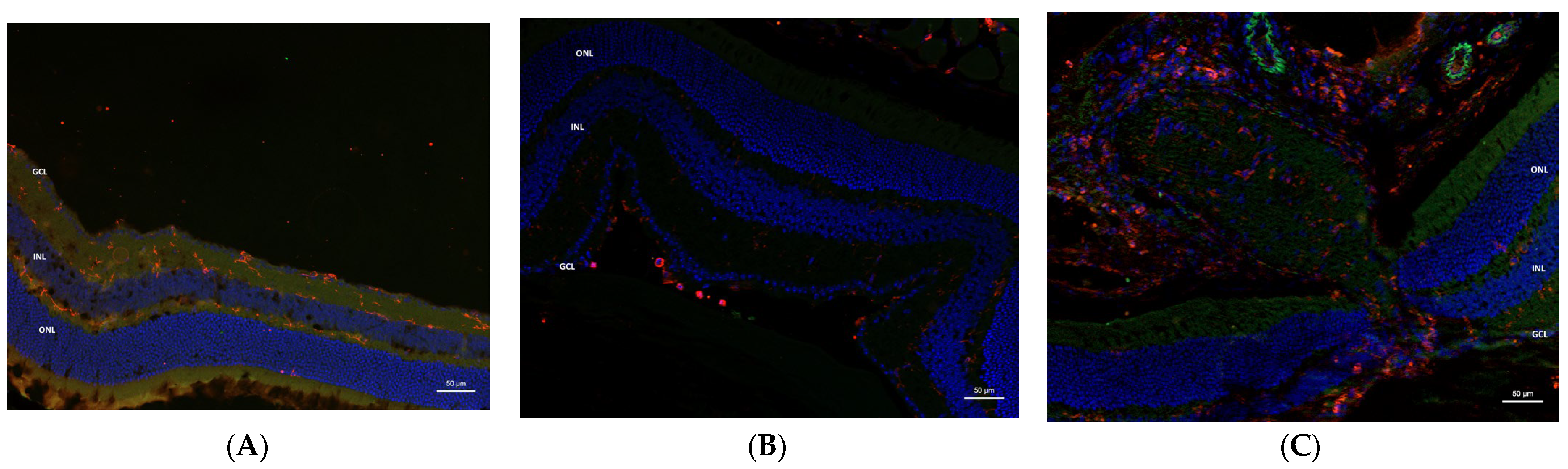 Pharmaceuticals 16 00486 g005 Pharmaceuticals 16 00486 g005