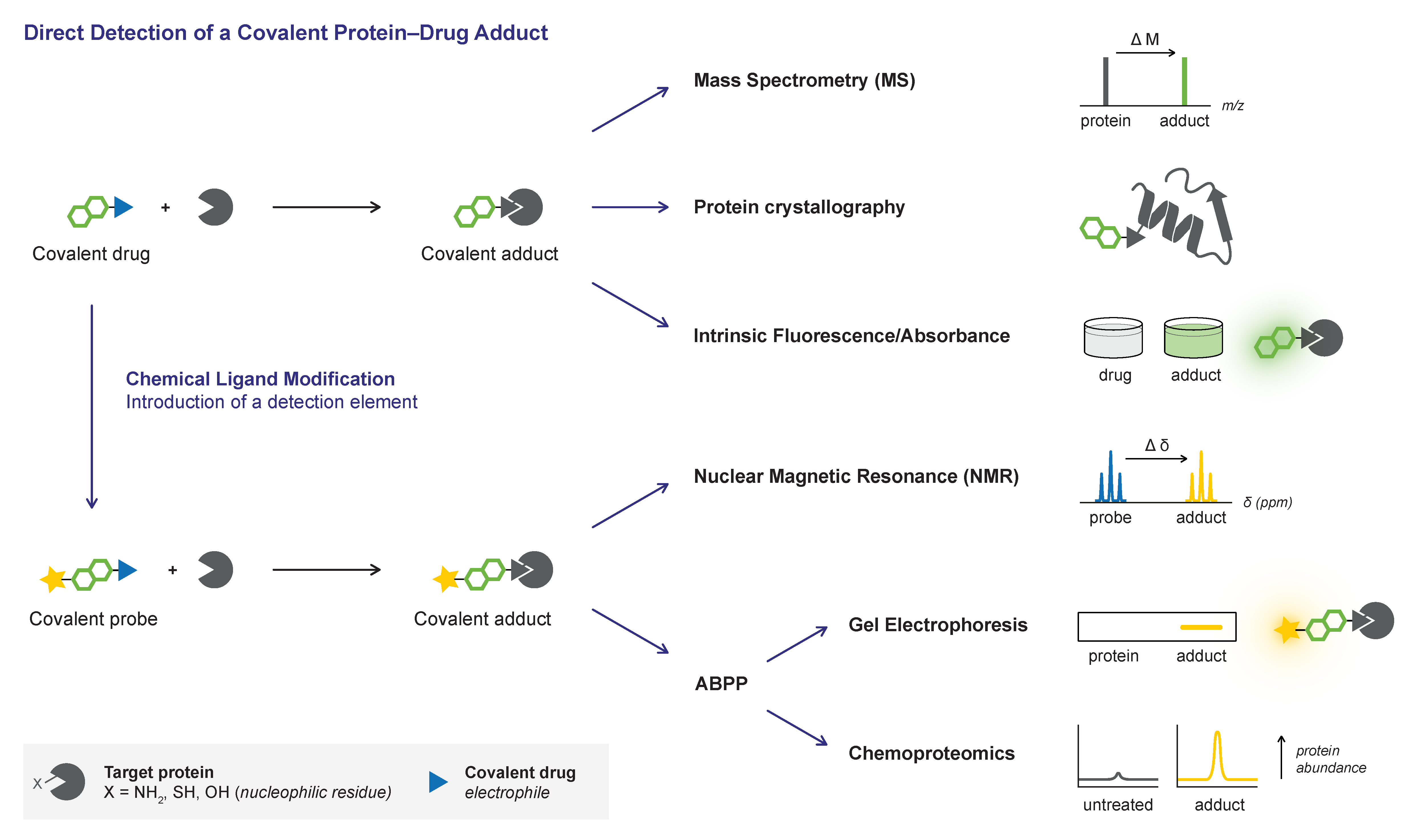 Relative Selectivity of Covalent Inhibitors Requires Assessment of  Inactivation Kinetics and Cellular Occupancy: A Case Study of Ibrutinib and  Acalabrutinib