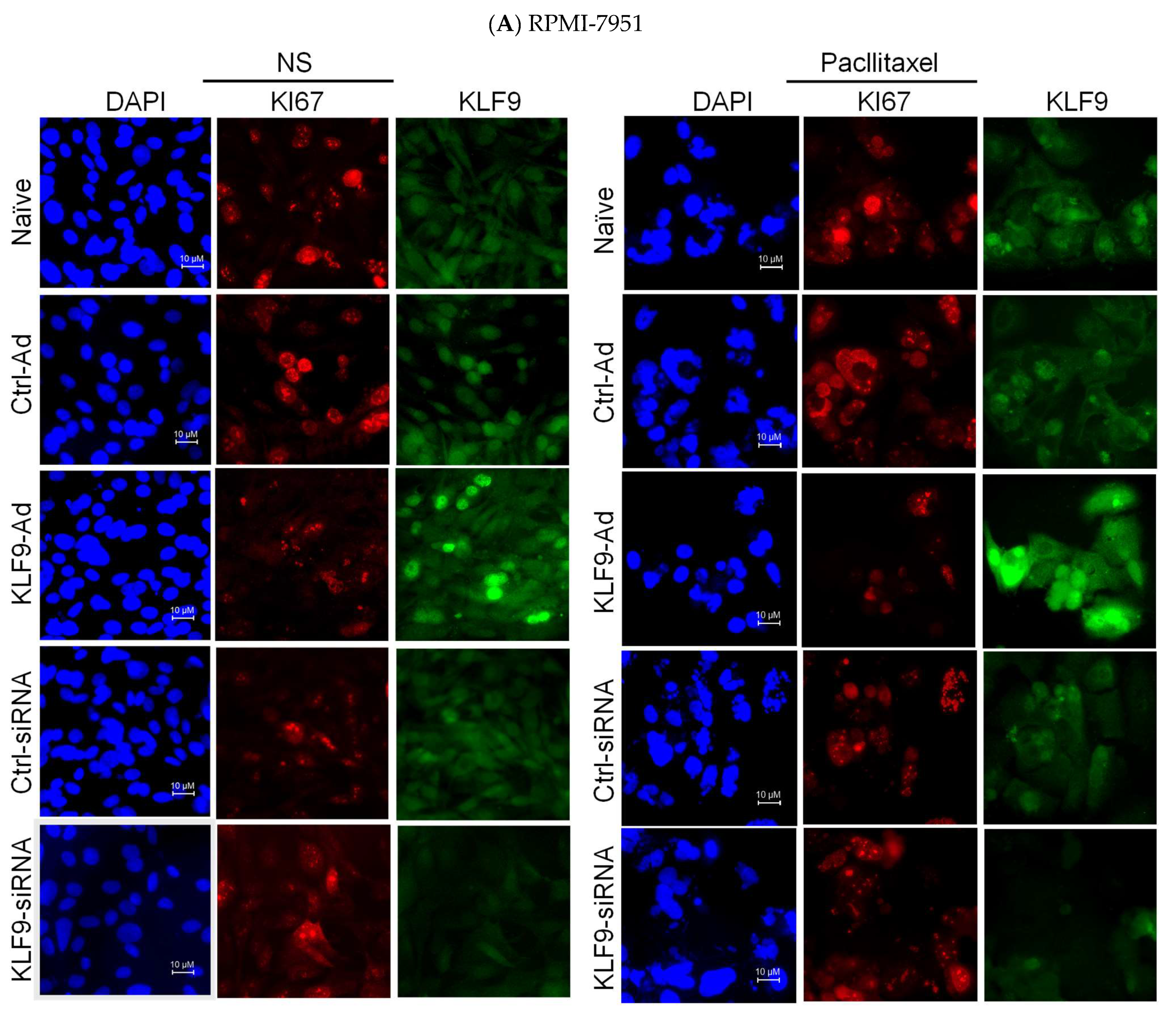 Pharmaceuticals 16 00557 g005a Pharmaceuticals 16 00557 g005a