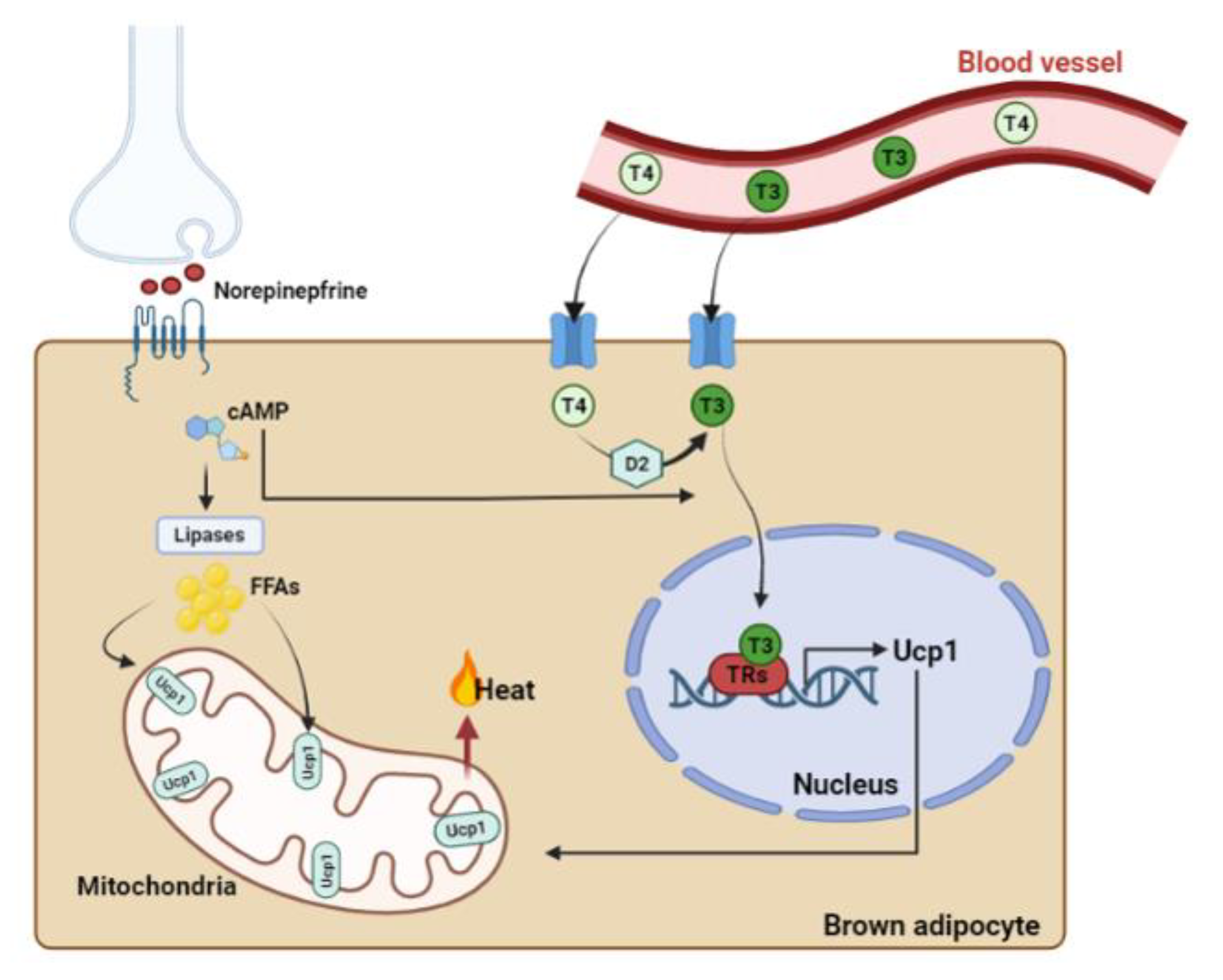Pharmaceuticals 16 00572 g002 Pharmaceuticals 16 00572 g002