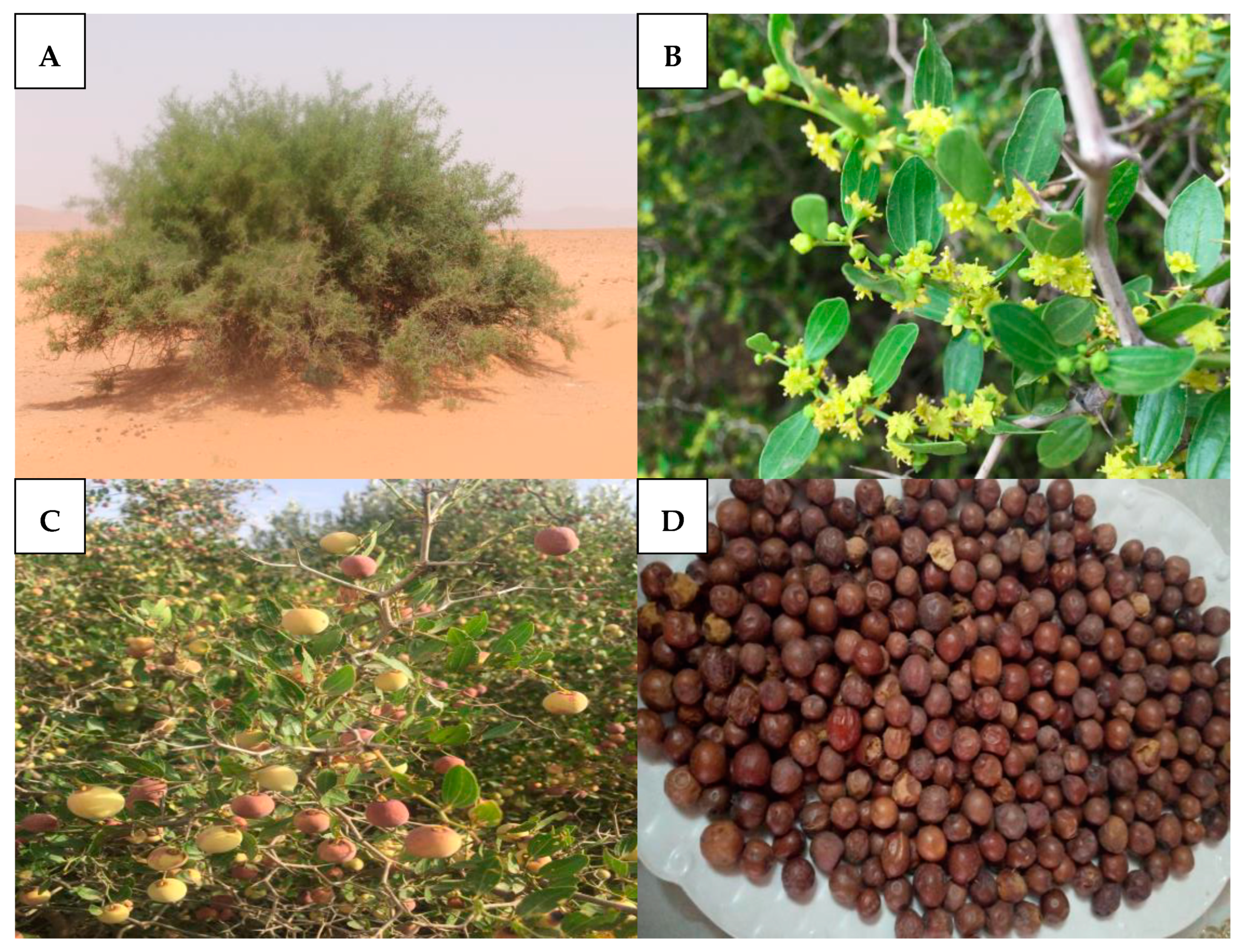 Pharmaceuticals 16 00575 g001 Pharmaceuticals 16 00575 g001