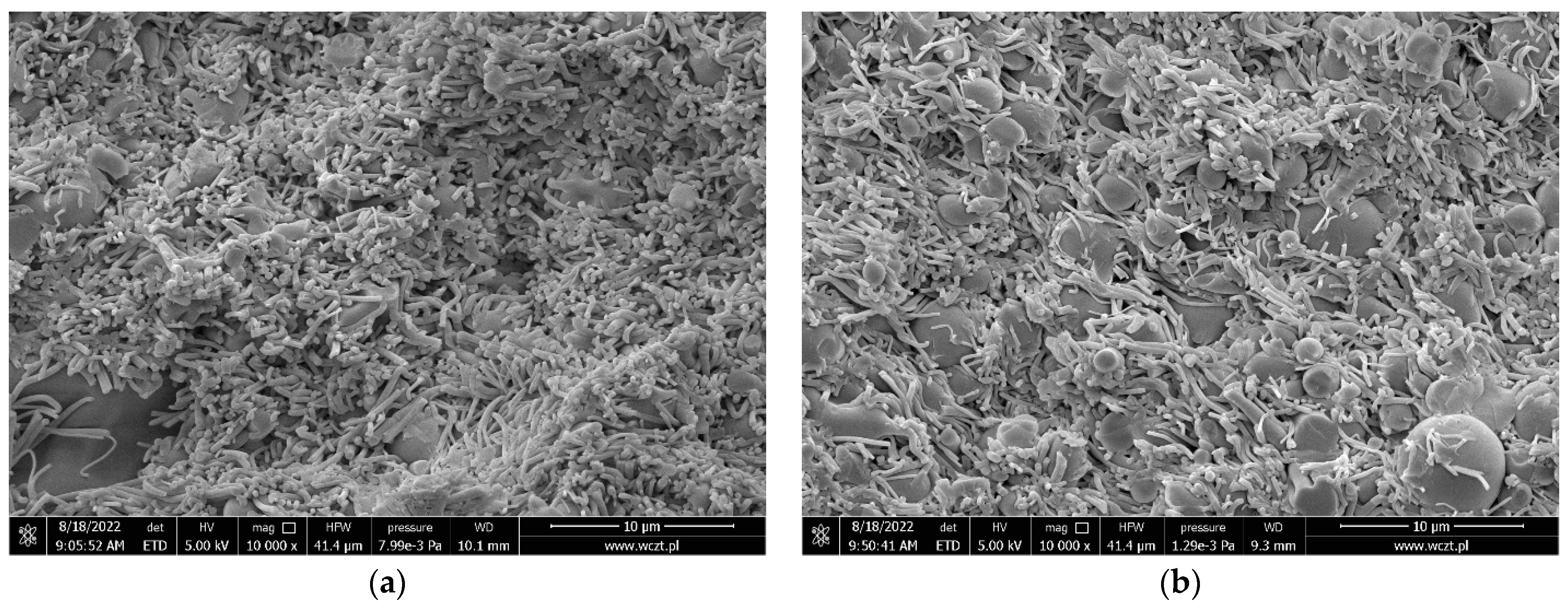 Pharmaceuticals 16 00579 g002a Pharmaceuticals 16 00579 g002a