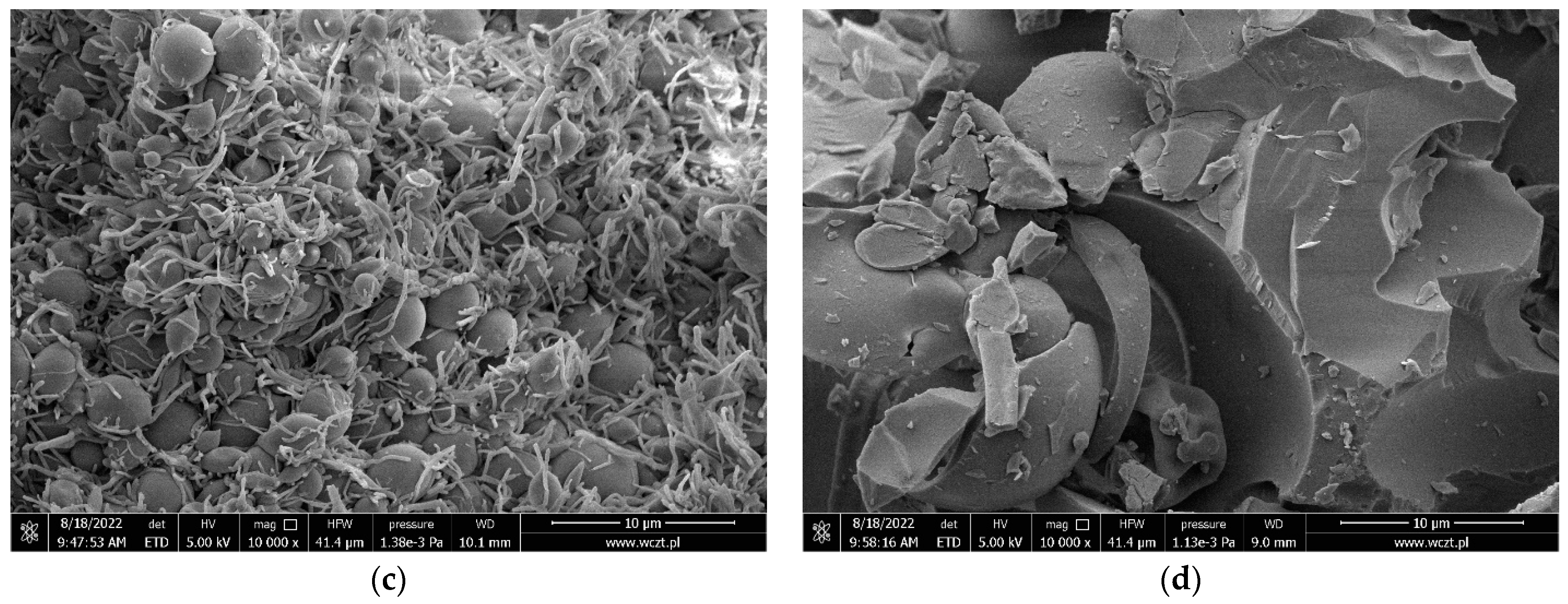 Pharmaceuticals 16 00579 g002b Pharmaceuticals 16 00579 g002b