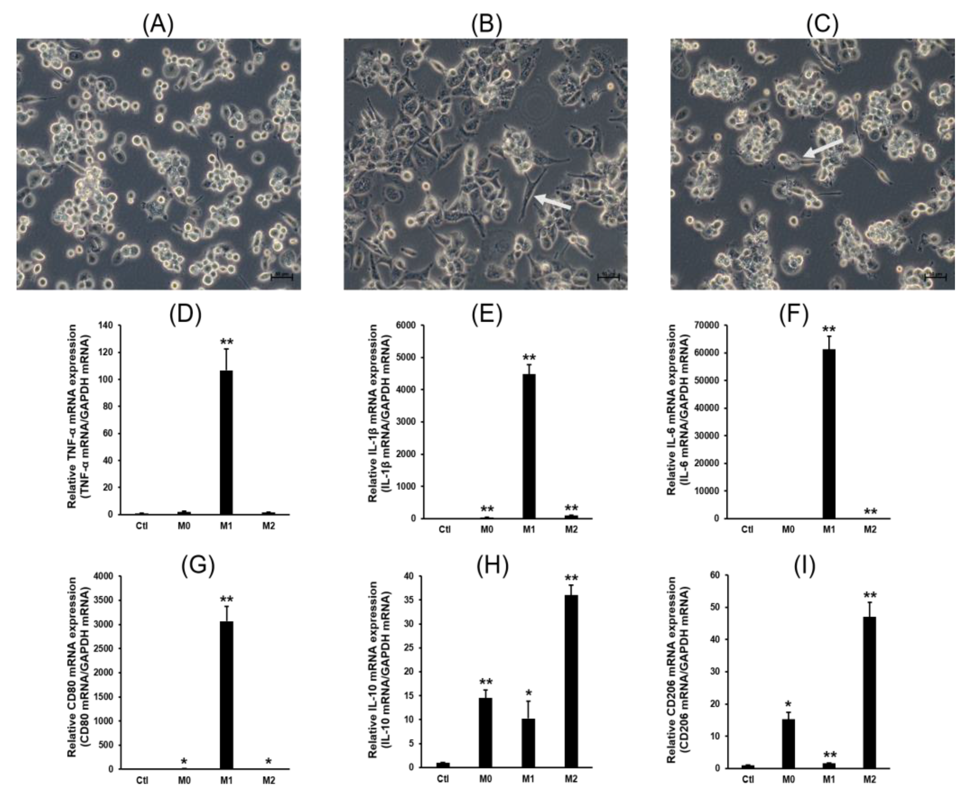 Pharmaceuticals 16 00593 g001