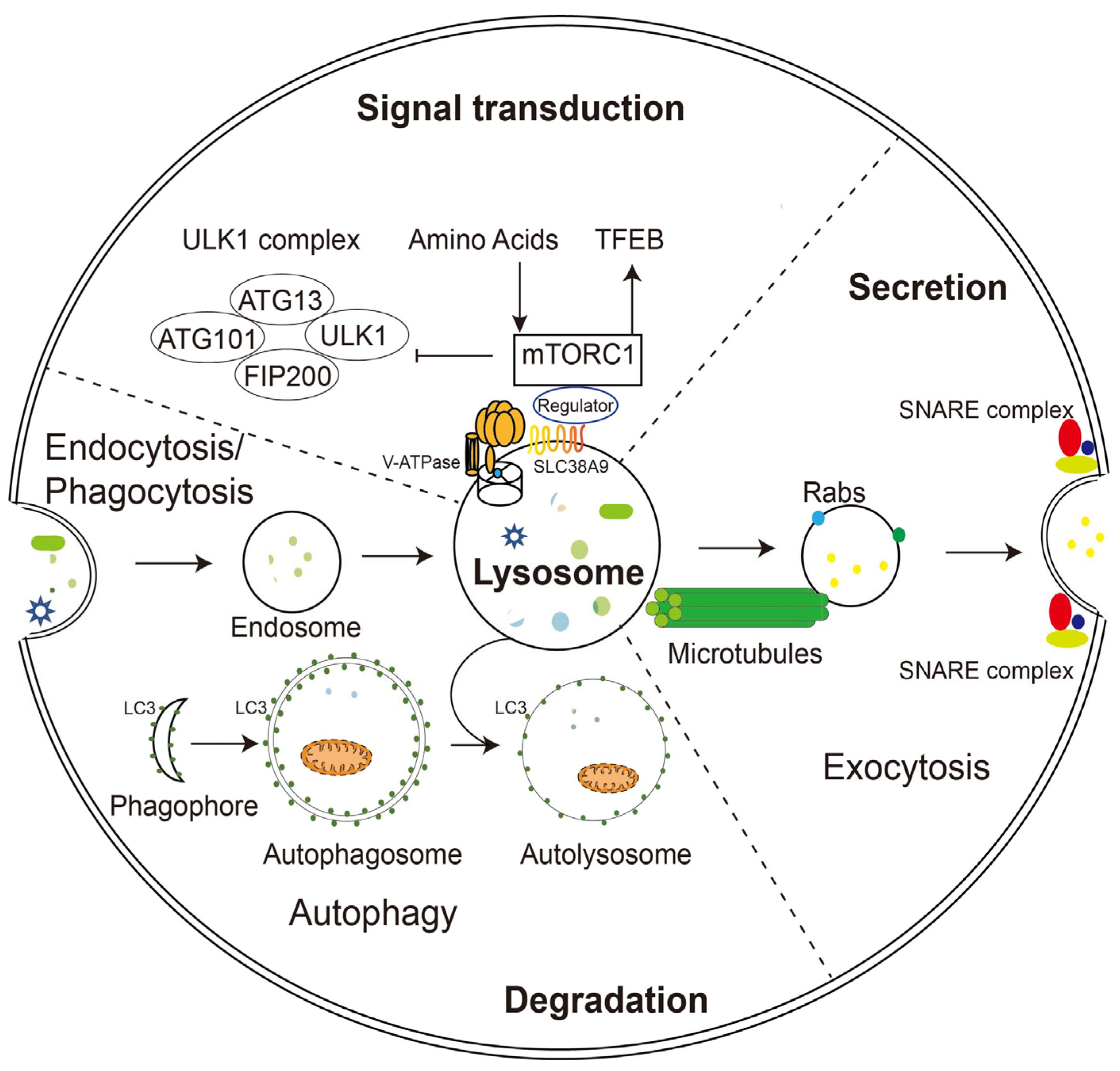 Pharmaceuticals 16 00601 g001 Pharmaceuticals 16 00601 g001