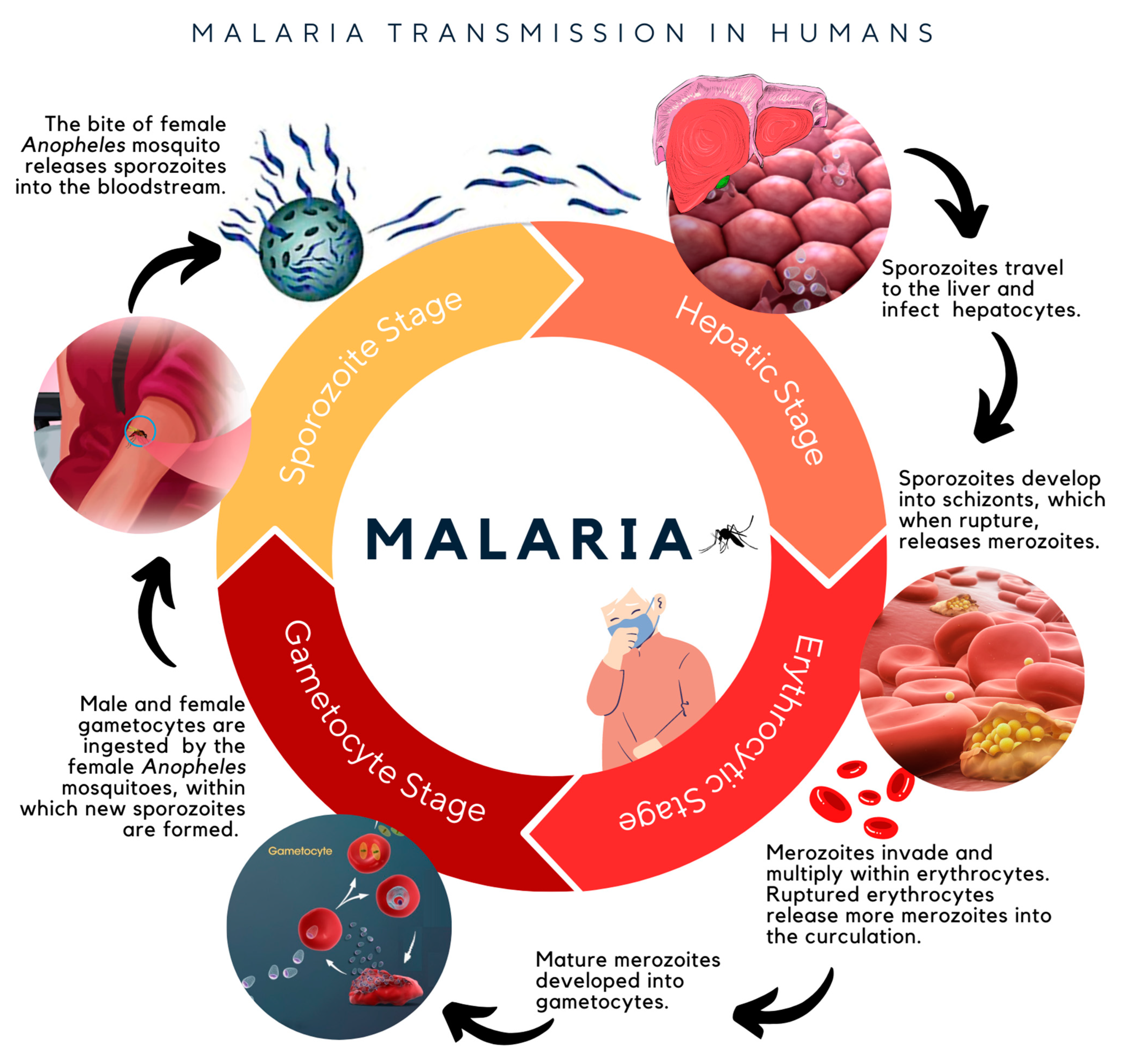 Pharmaceuticals 16 00609 g001 Pharmaceuticals 16 00609 g001