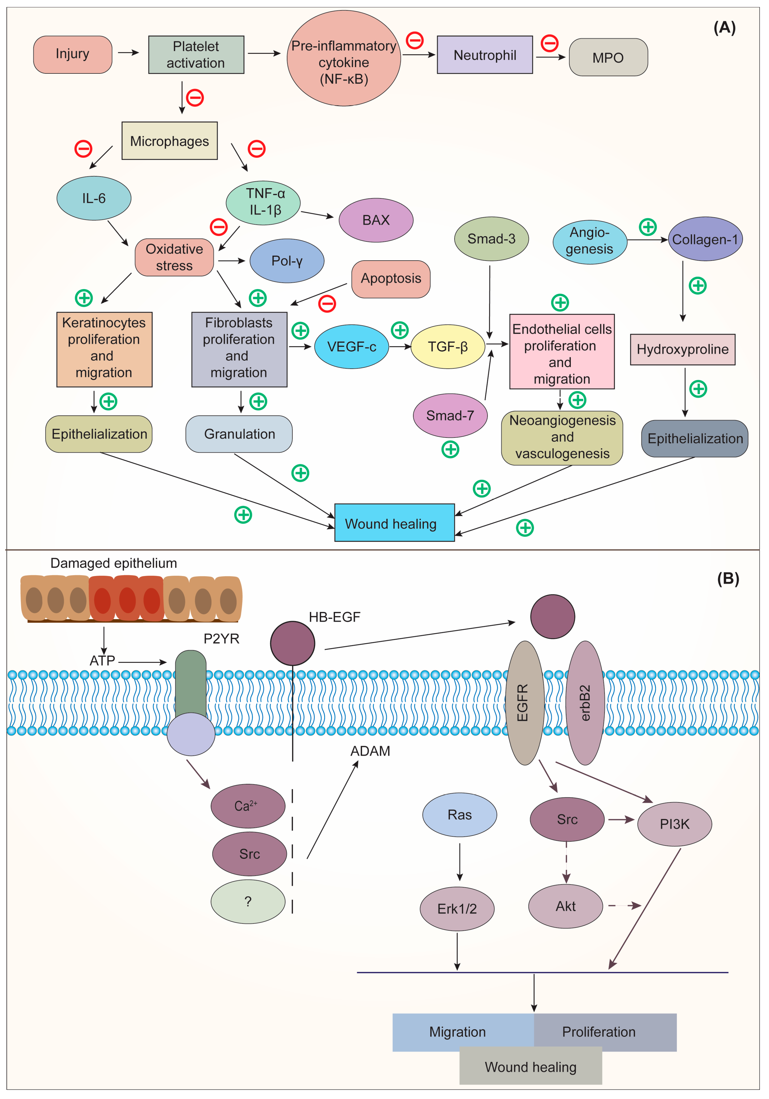 Pharmaceuticals 16 00611 g004 Pharmaceuticals 16 00611 g004