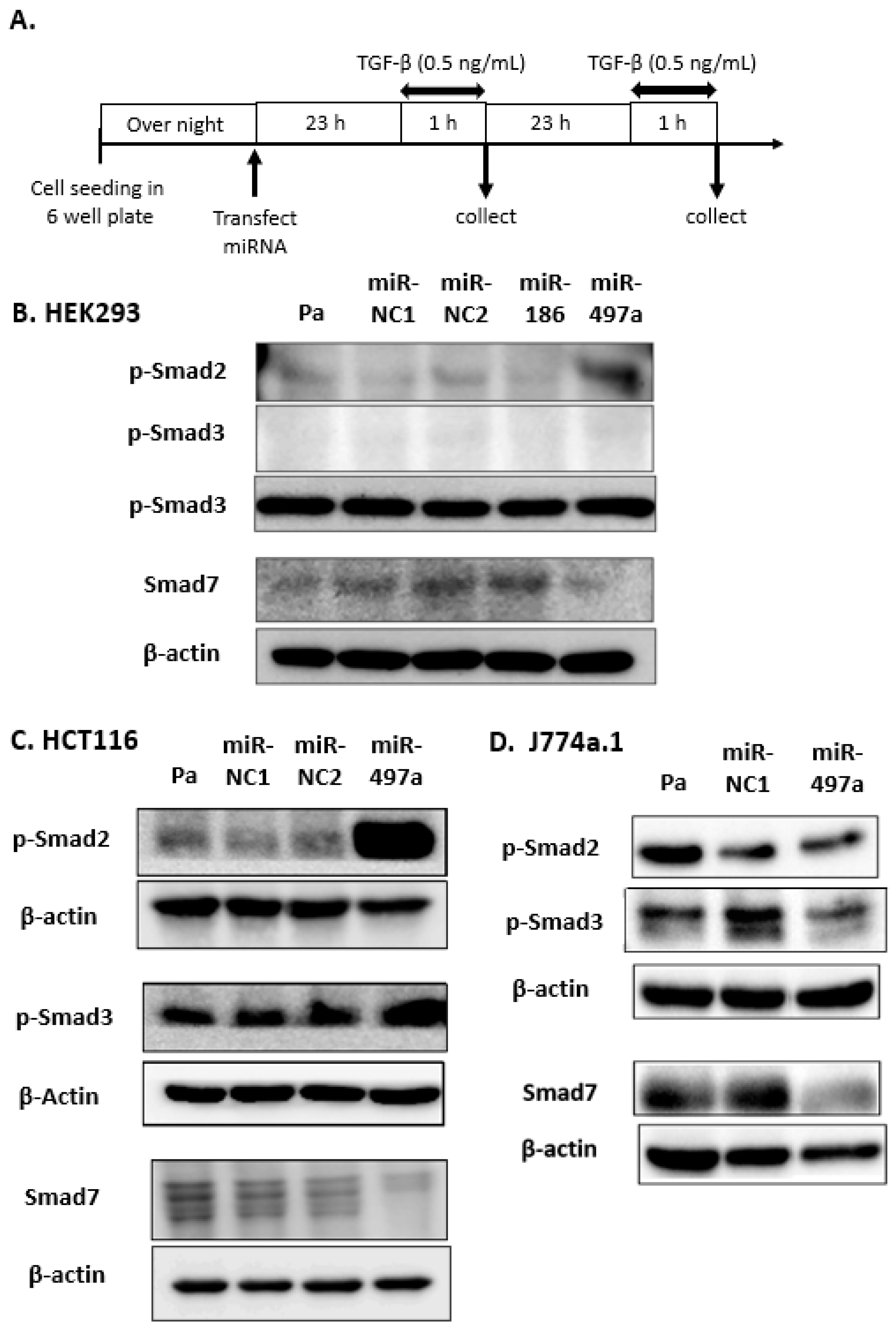 Pharmaceuticals 16 00618 g003