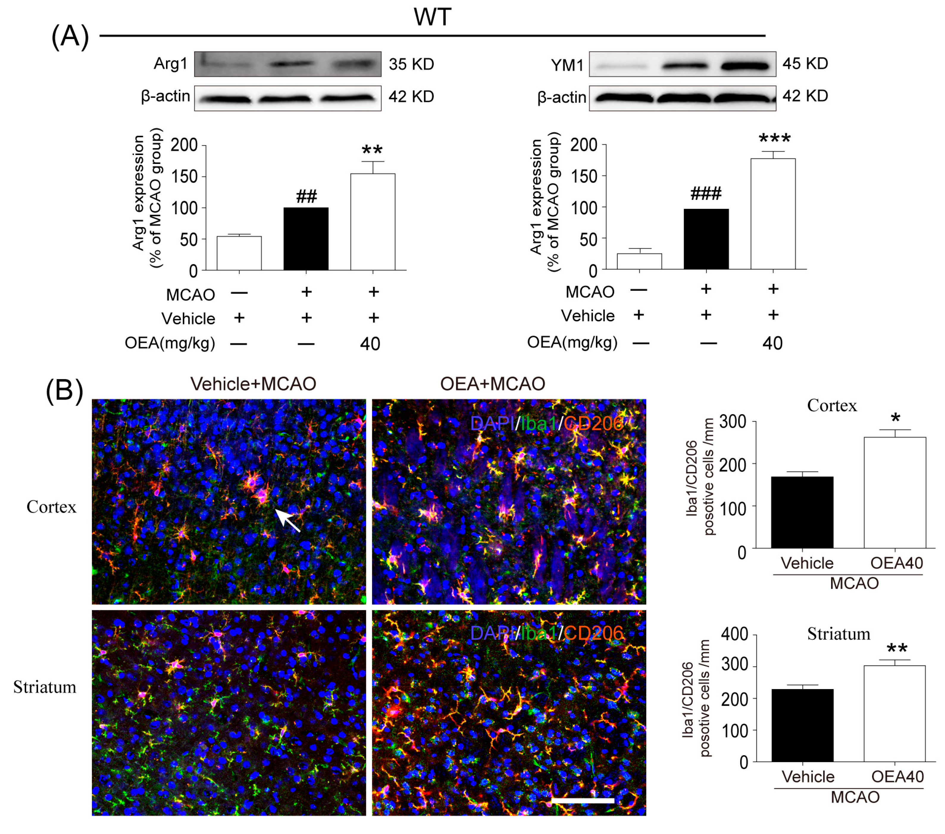 Pharmaceuticals 16 00621 g002a