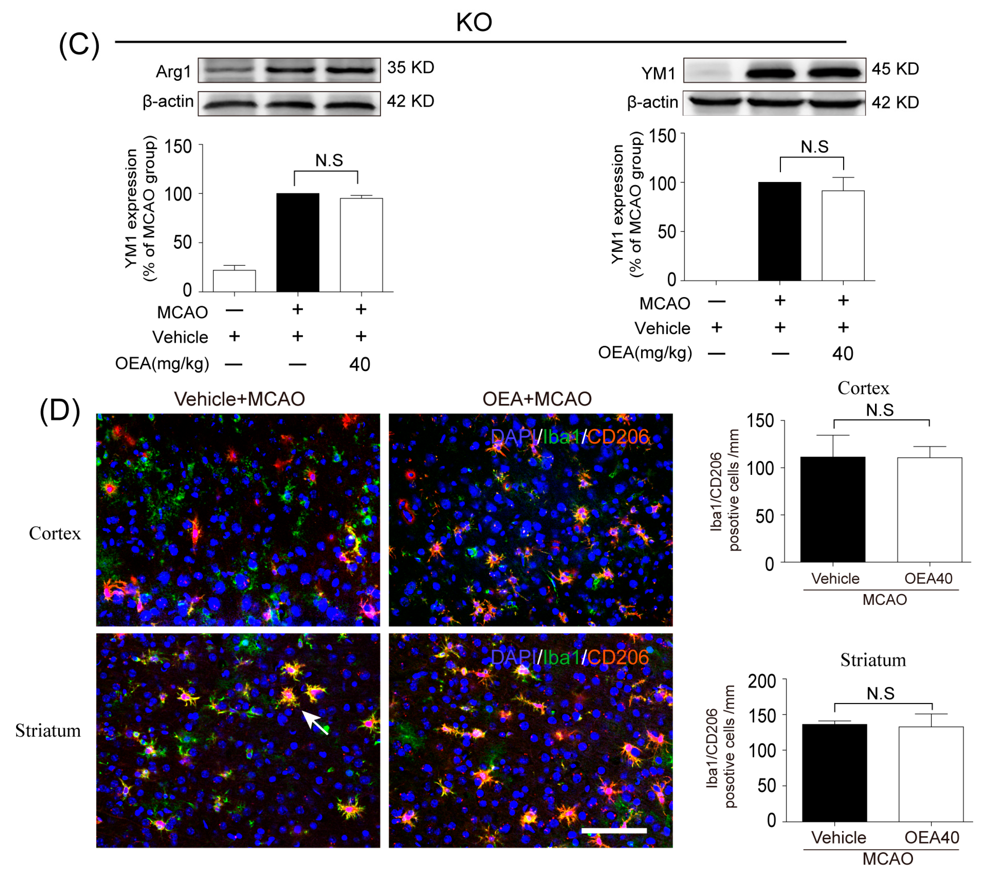 Pharmaceuticals 16 00621 g002b
