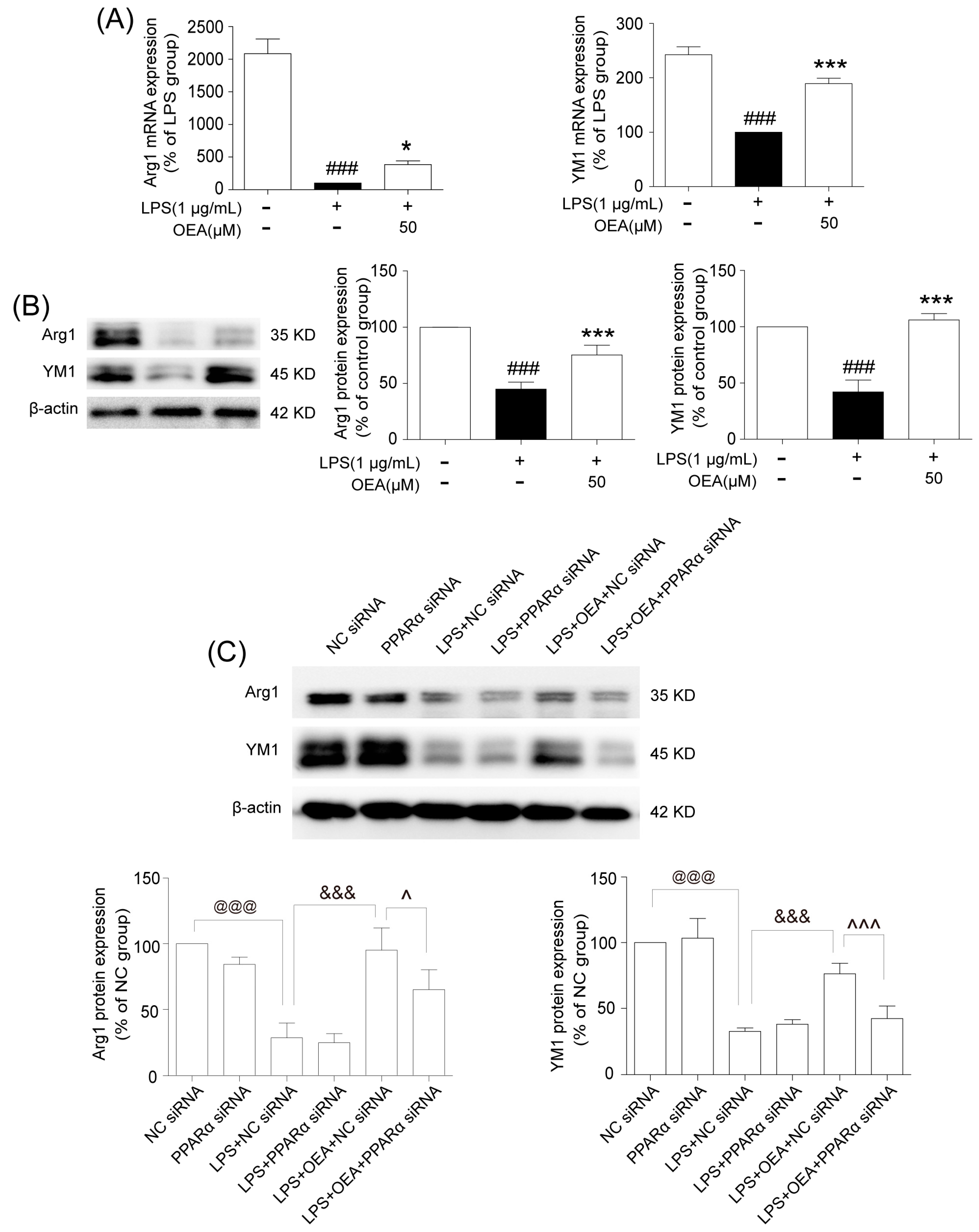 Pharmaceuticals 16 00621 g006
