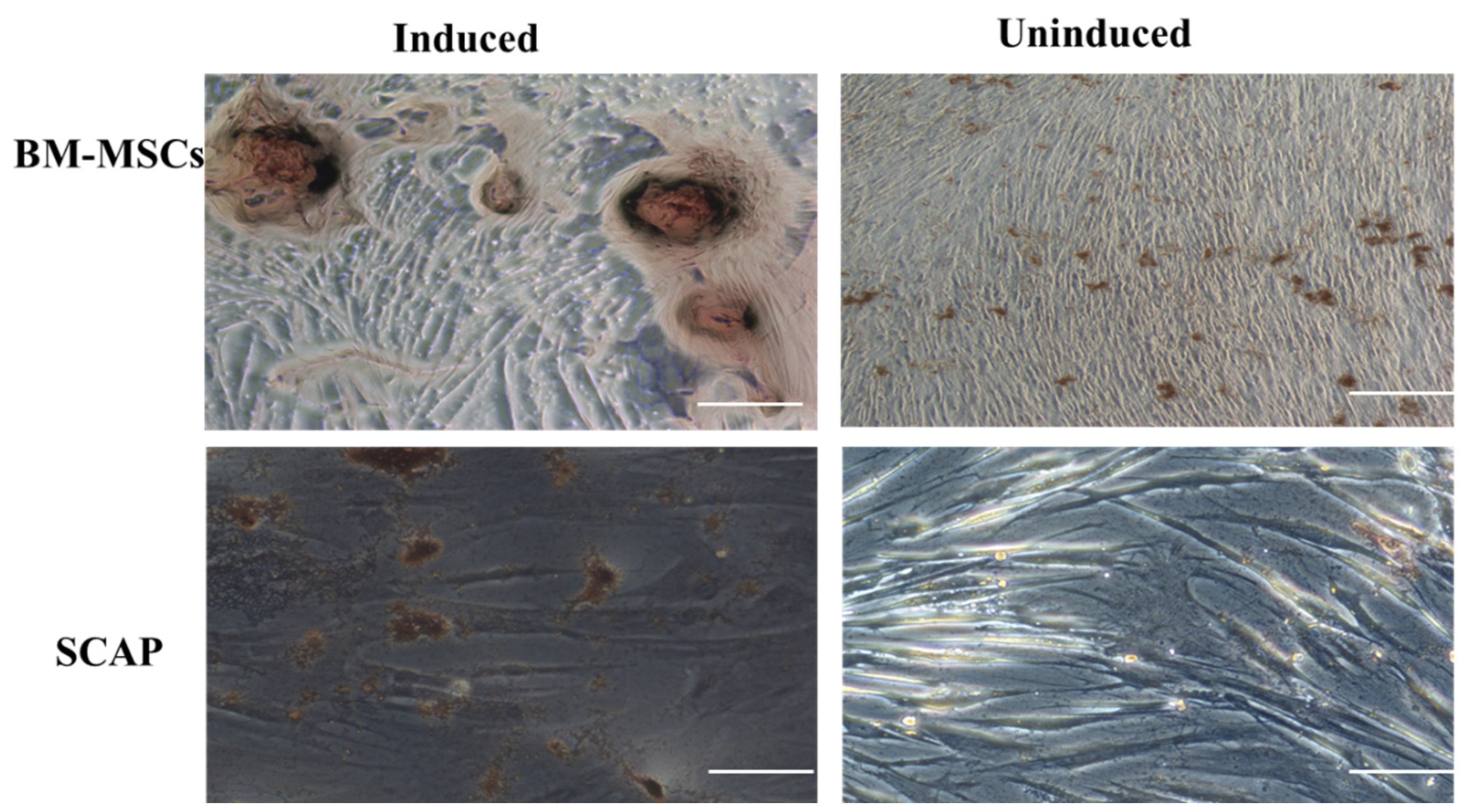 Pharmaceuticals 16 00649 g003 Pharmaceuticals 16 00649 g003