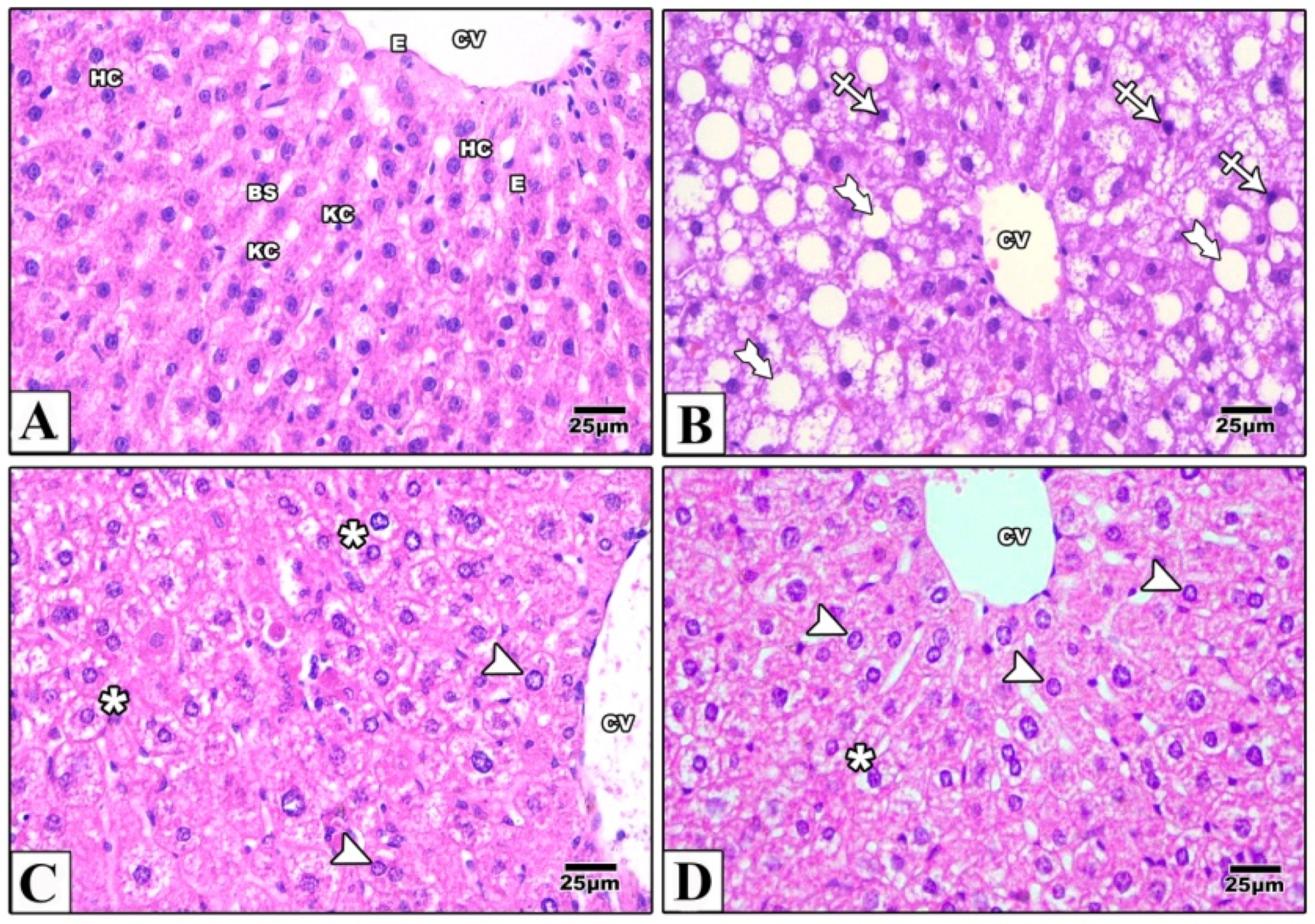 Pharmaceuticals 16 00658 g002 Pharmaceuticals 16 00658 g002