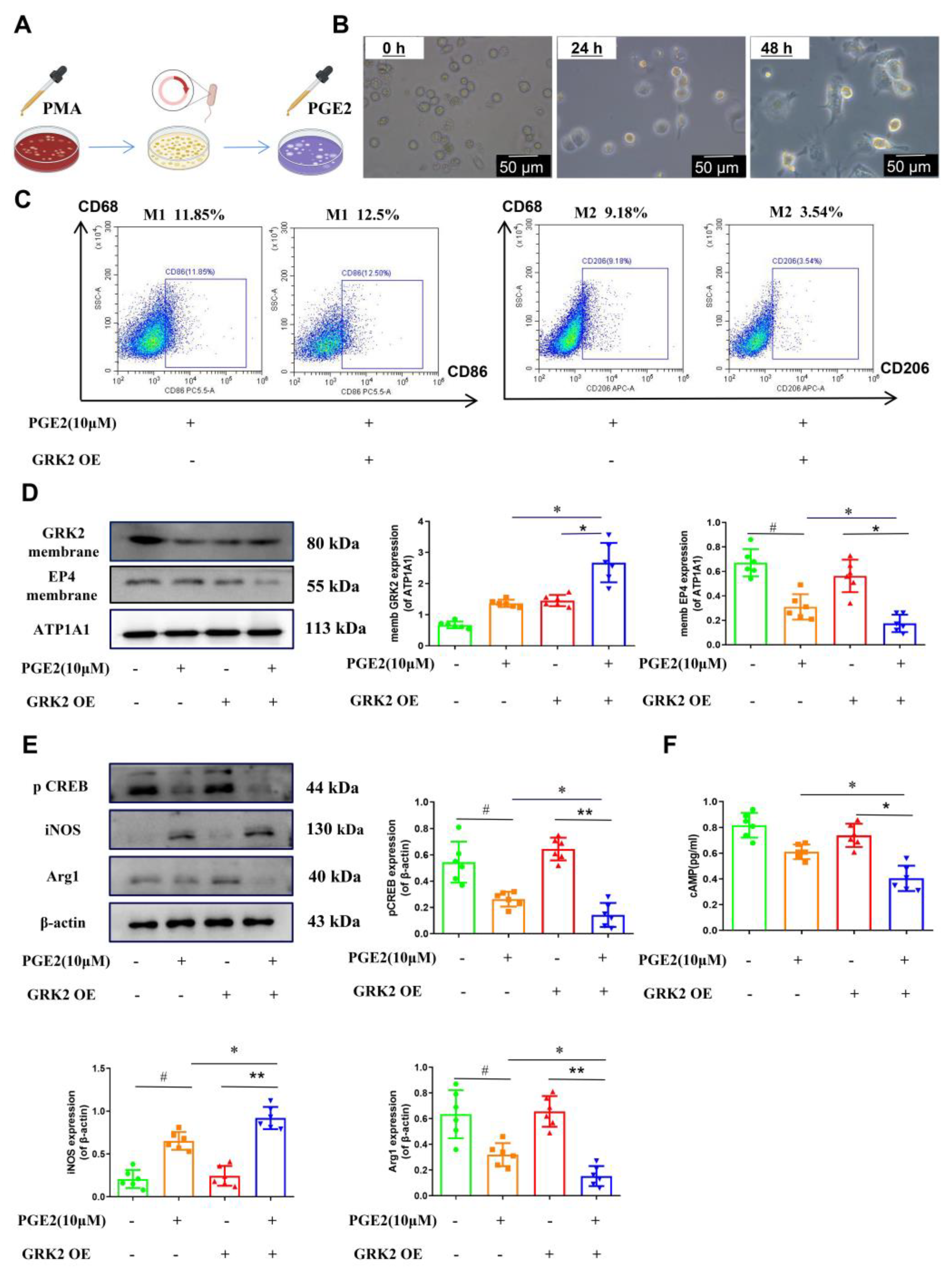 Pharmaceuticals 16 00664 g005 Pharmaceuticals 16 00664 g005