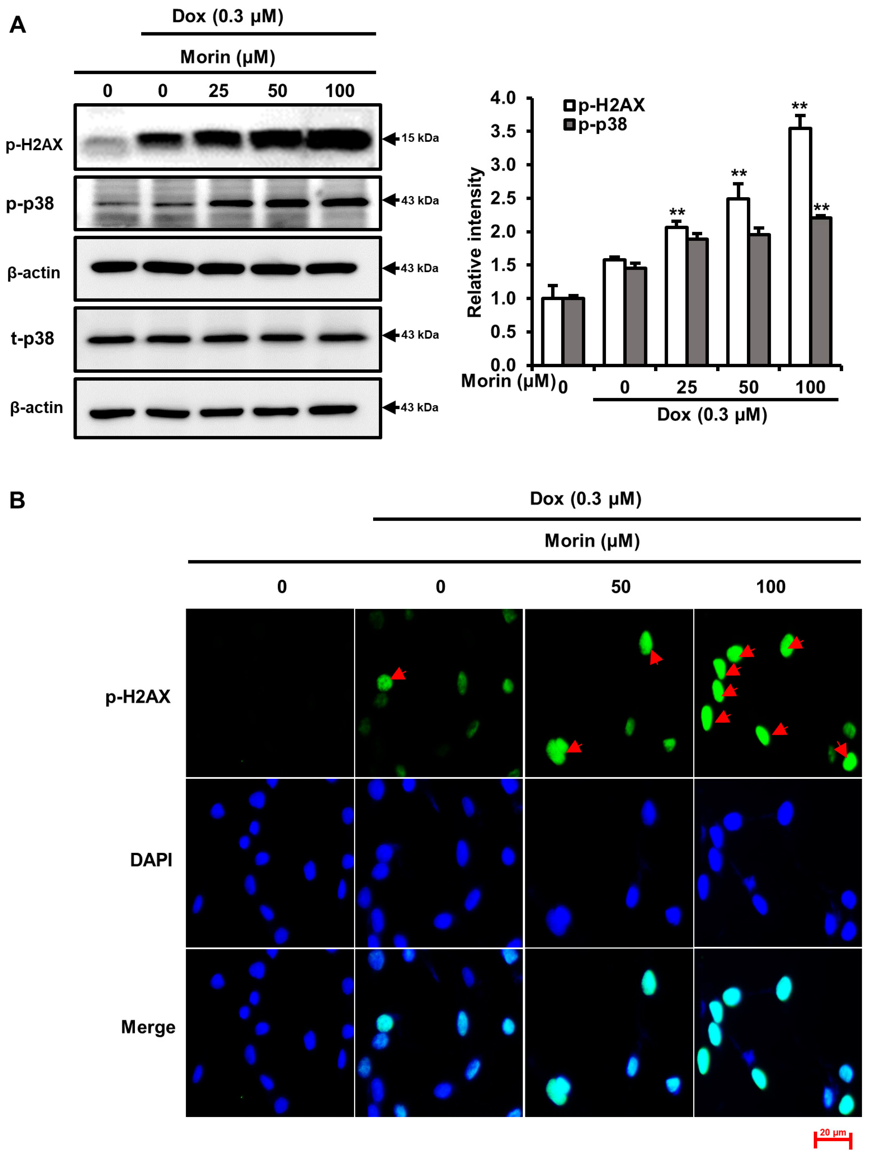 Pharmaceuticals 16 00672 g002a Pharmaceuticals 16 00672 g002a