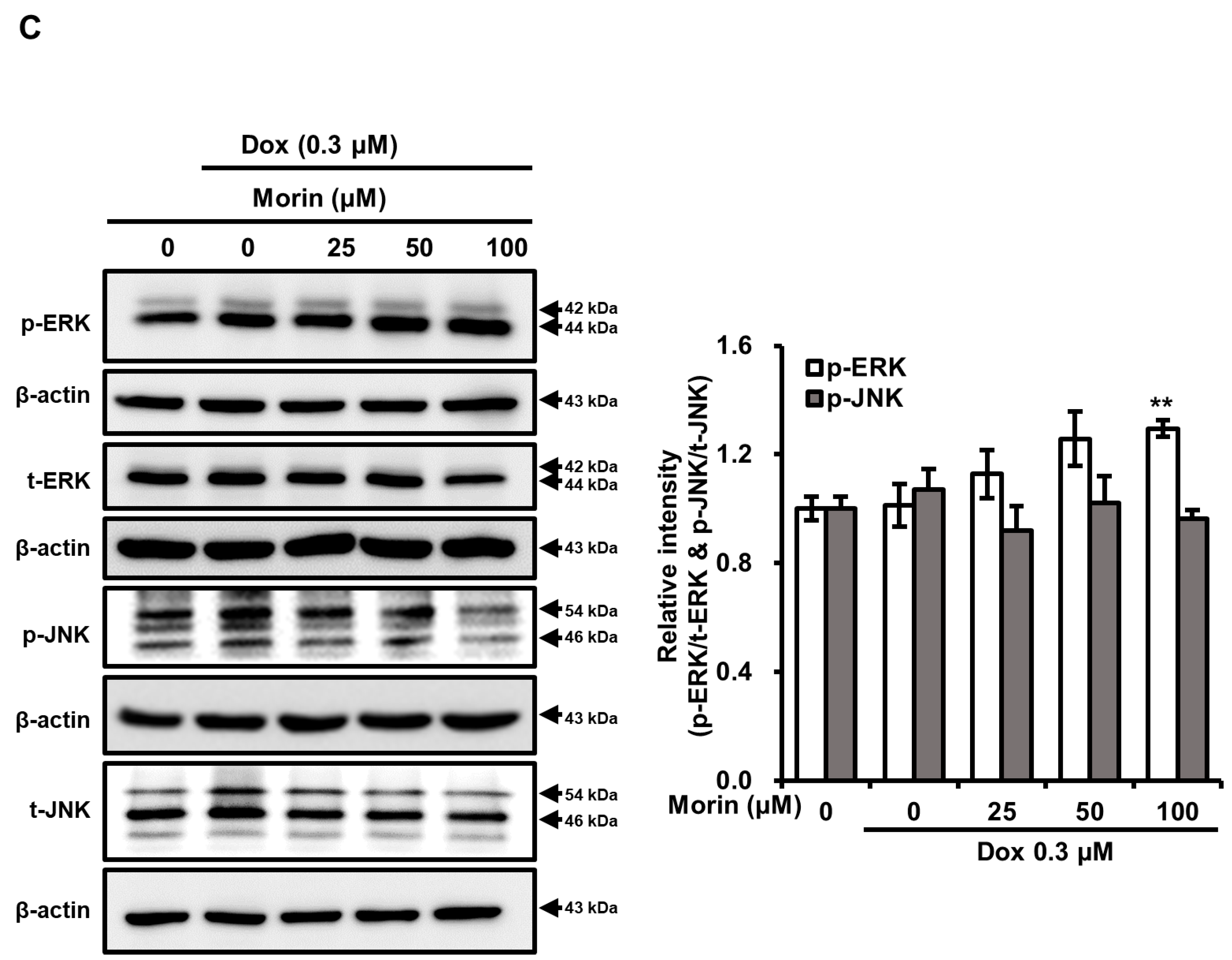 Pharmaceuticals 16 00672 g002b Pharmaceuticals 16 00672 g002b