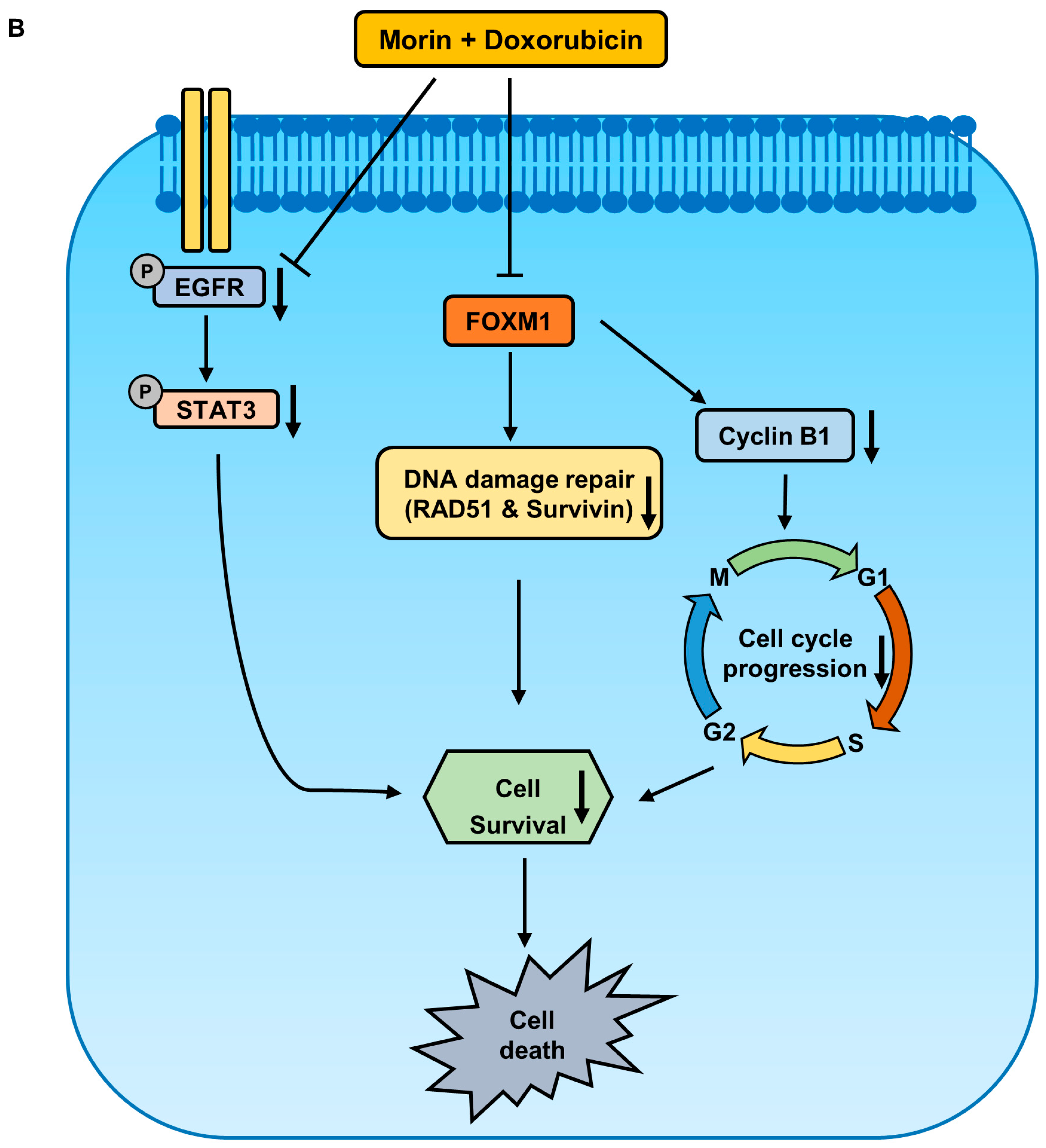 Pharmaceuticals 16 00672 g009b Pharmaceuticals 16 00672 g009b