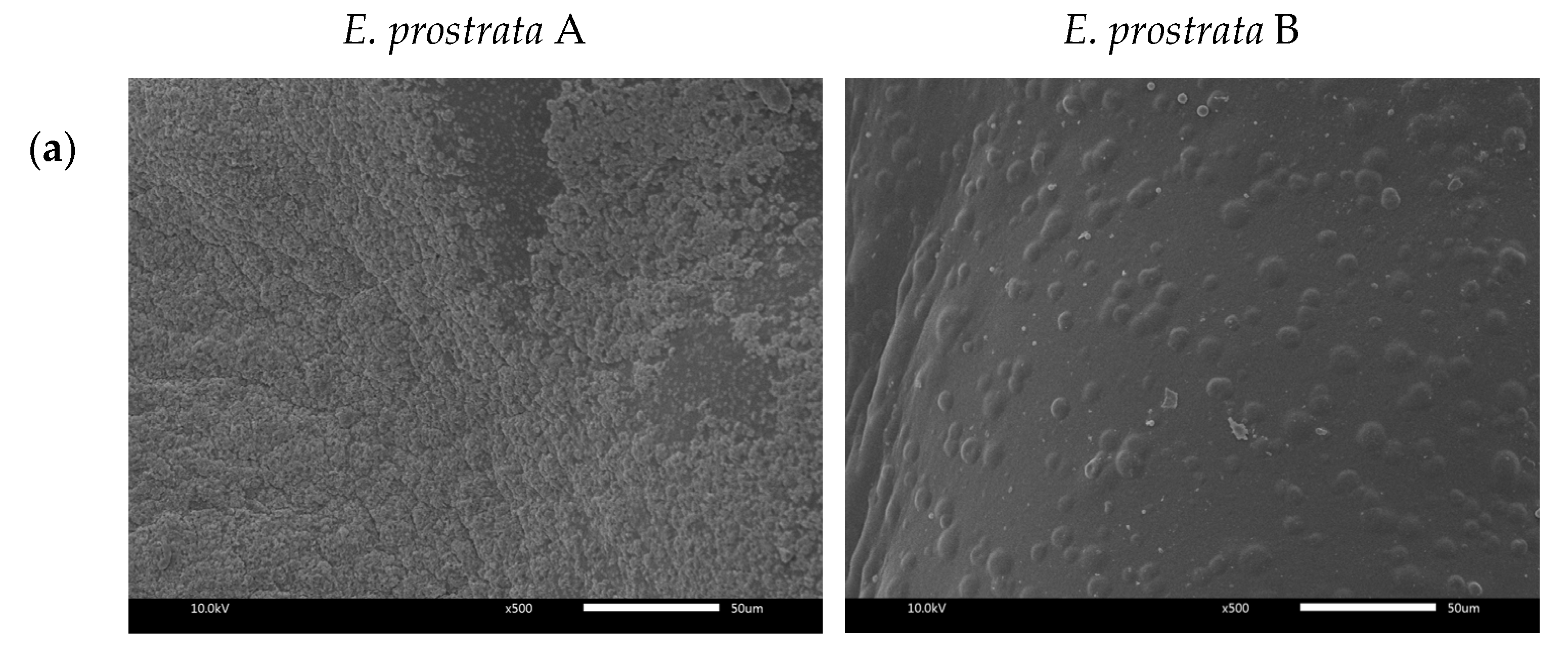 Pharmaceuticals 16 00685 g003a Pharmaceuticals 16 00685 g003a