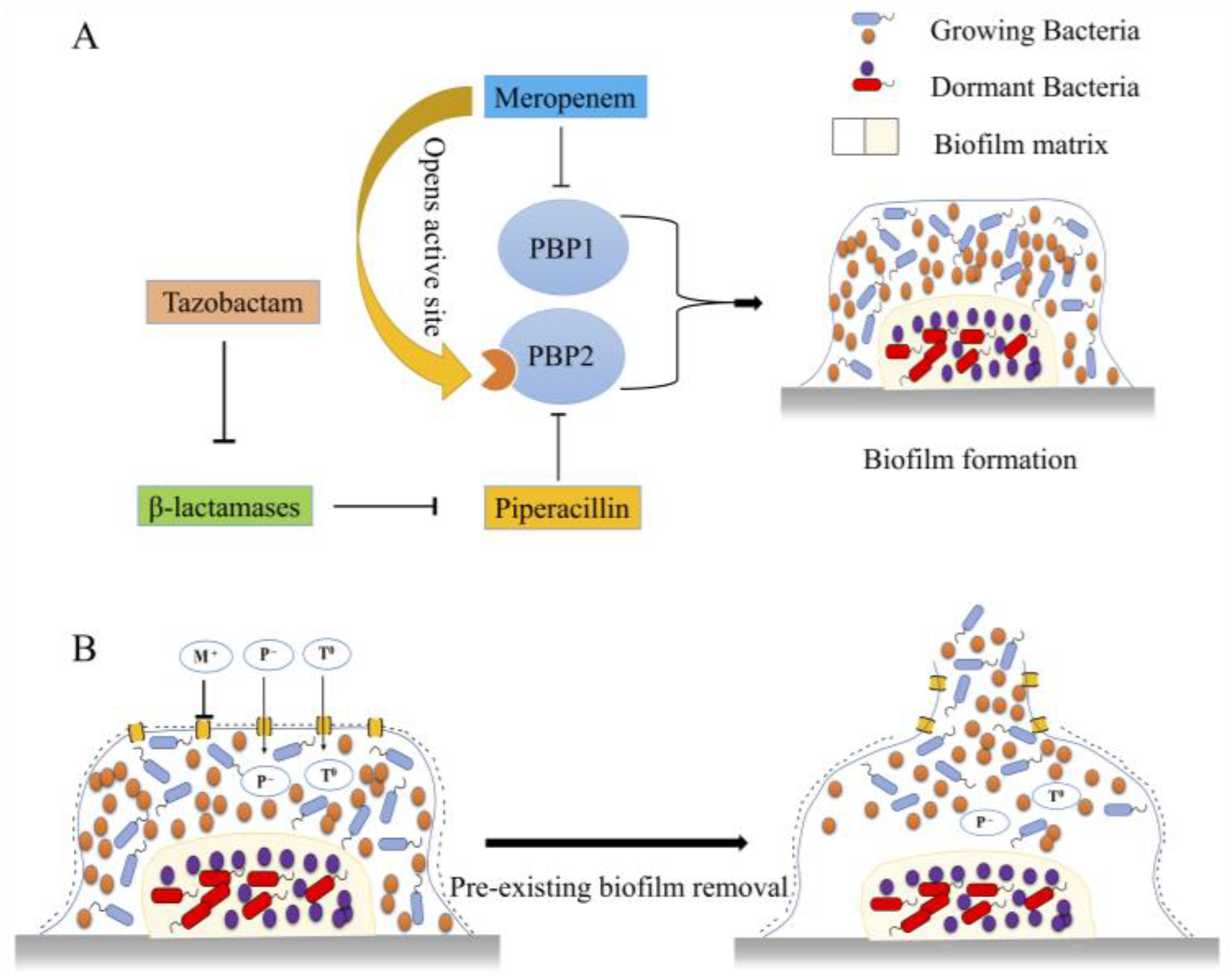 Pharmaceuticals 16 00687 g008