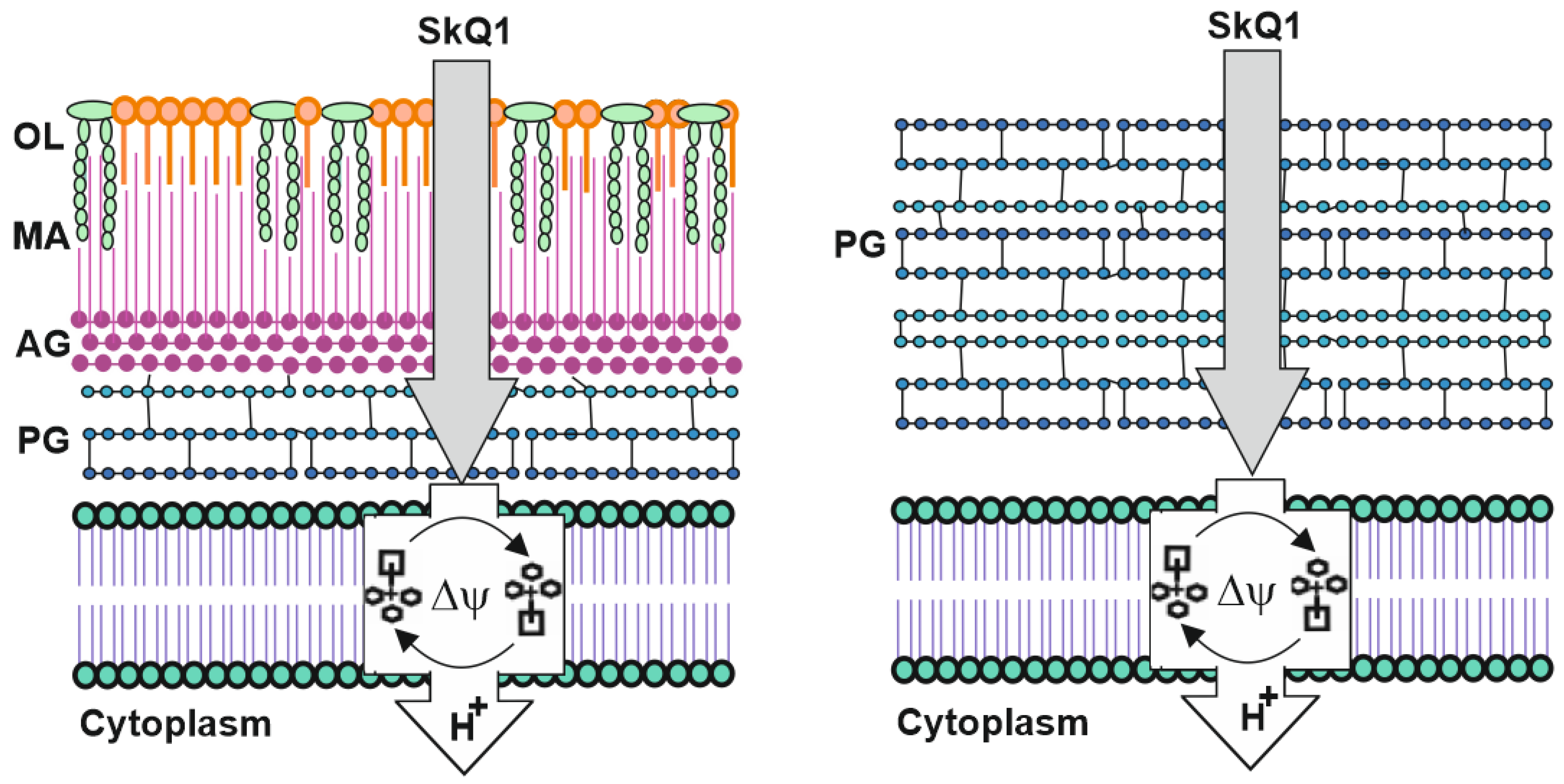 Pharmaceuticals 16 00688 g006