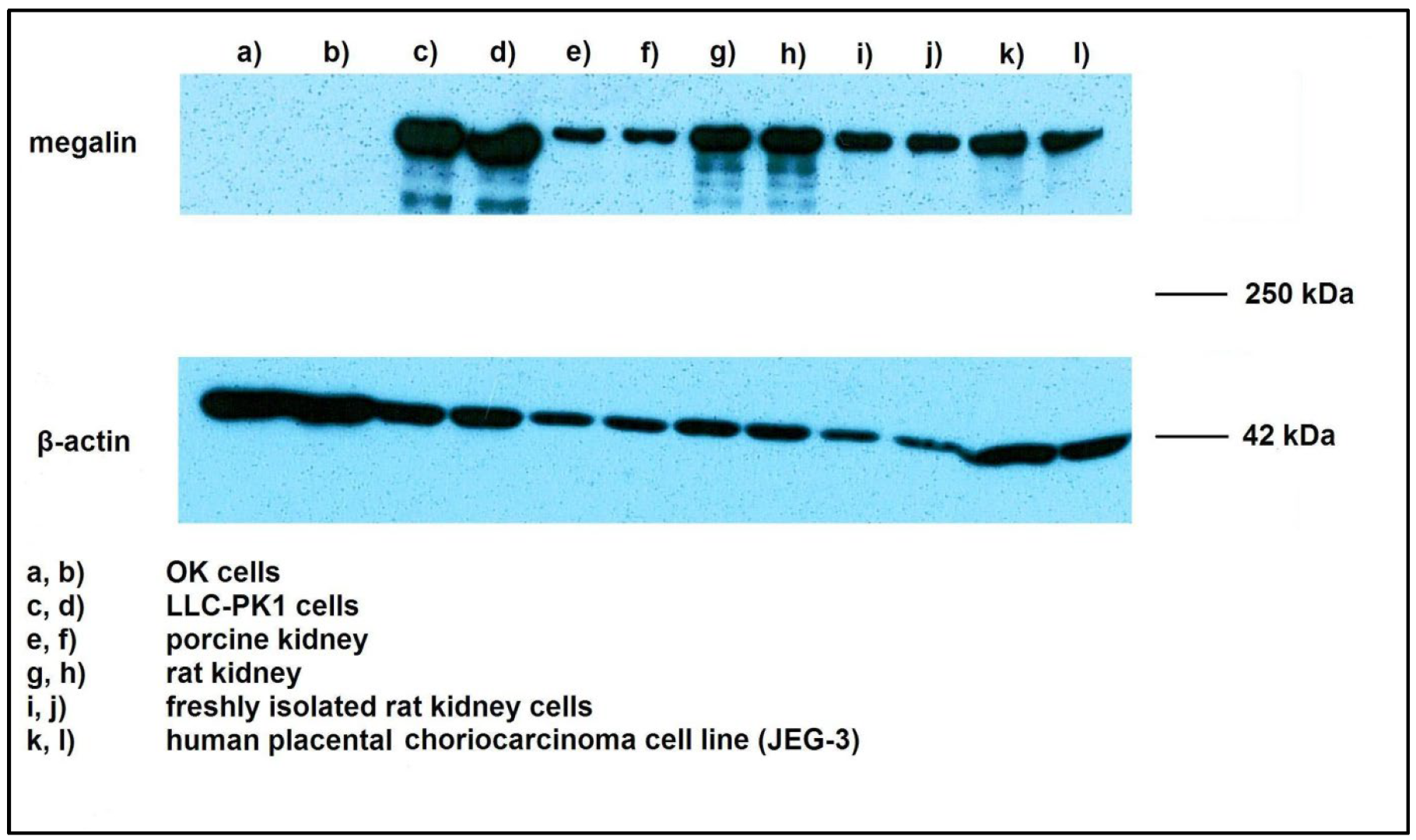 Pharmaceuticals 16 00696 g001 Pharmaceuticals 16 00696 g001