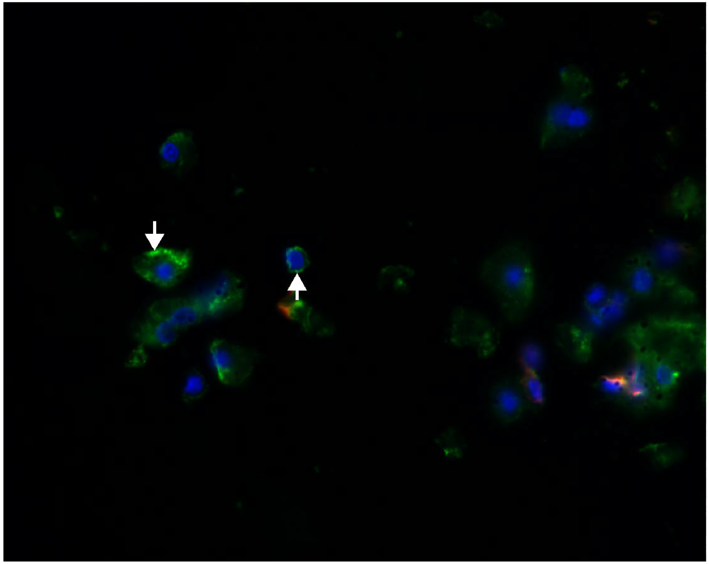 Pharmaceuticals 16 00696 g004 Pharmaceuticals 16 00696 g004