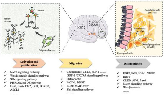 Therapeutic Potential of Chinese Medicine for Endogenous Neurogenesis ...