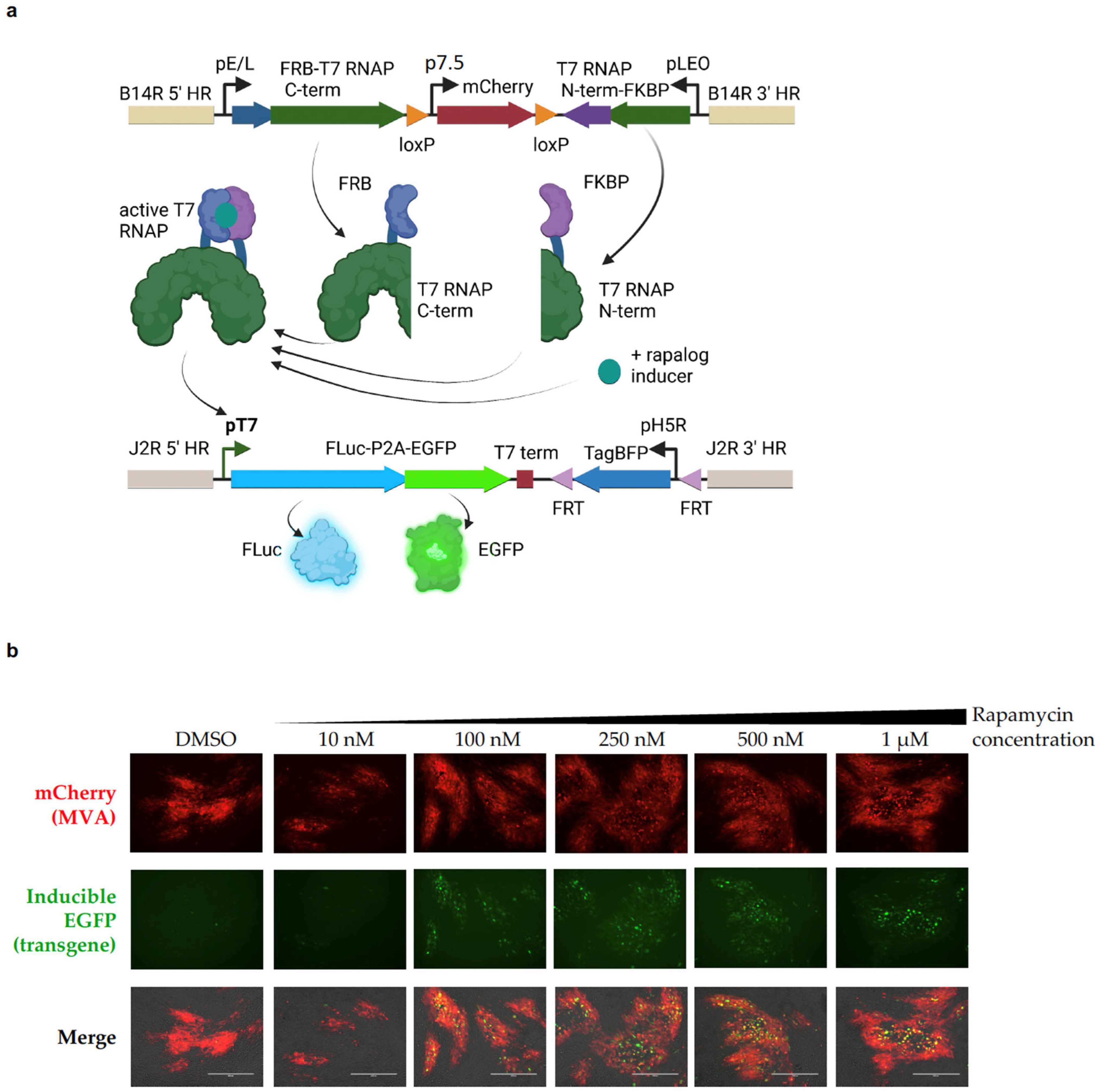 Pharmaceuticals 16 00709 g001 Pharmaceuticals 16 00709 g001