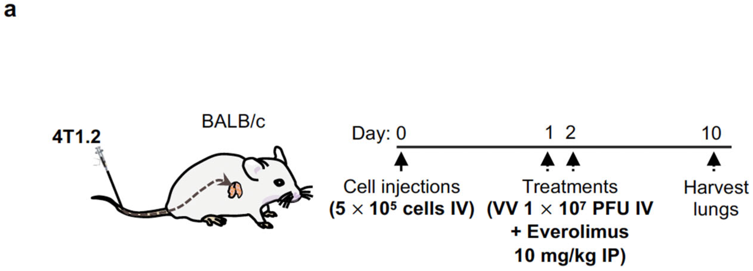 Pharmaceuticals 16 00709 g007a Pharmaceuticals 16 00709 g007a