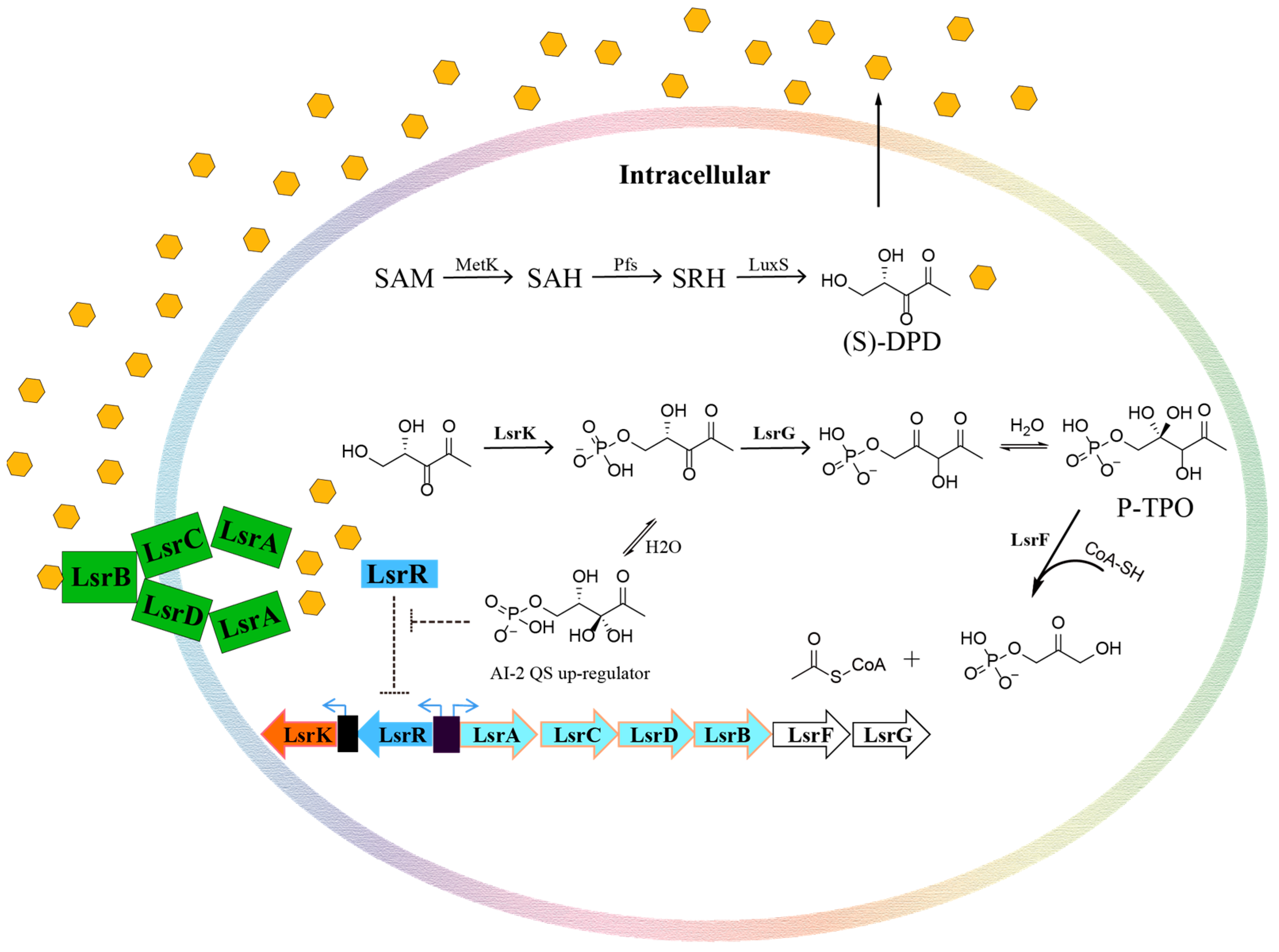 Pharmaceuticals 16 00737 g001