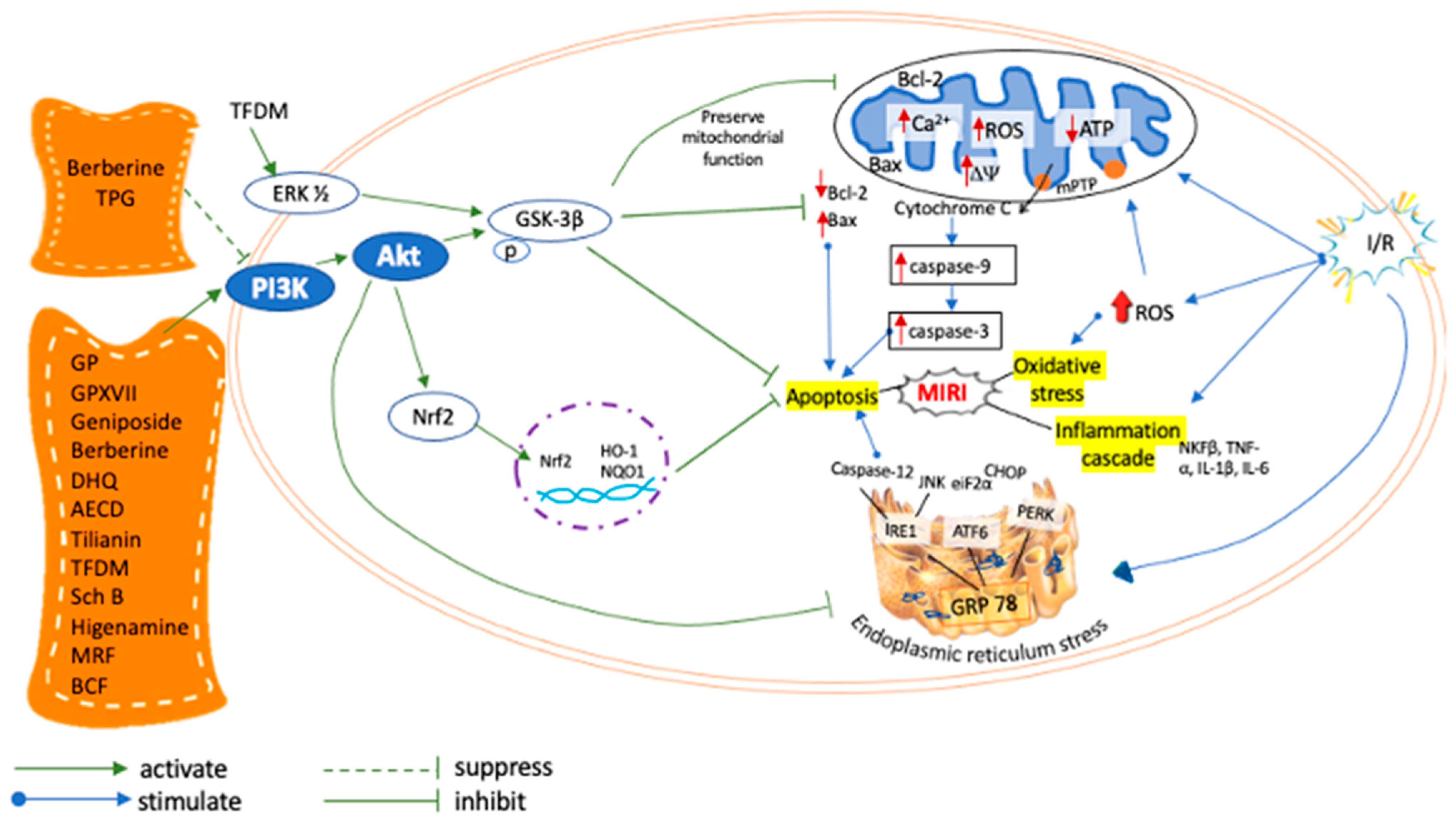 Pharmaceuticals 16 00739 g003
