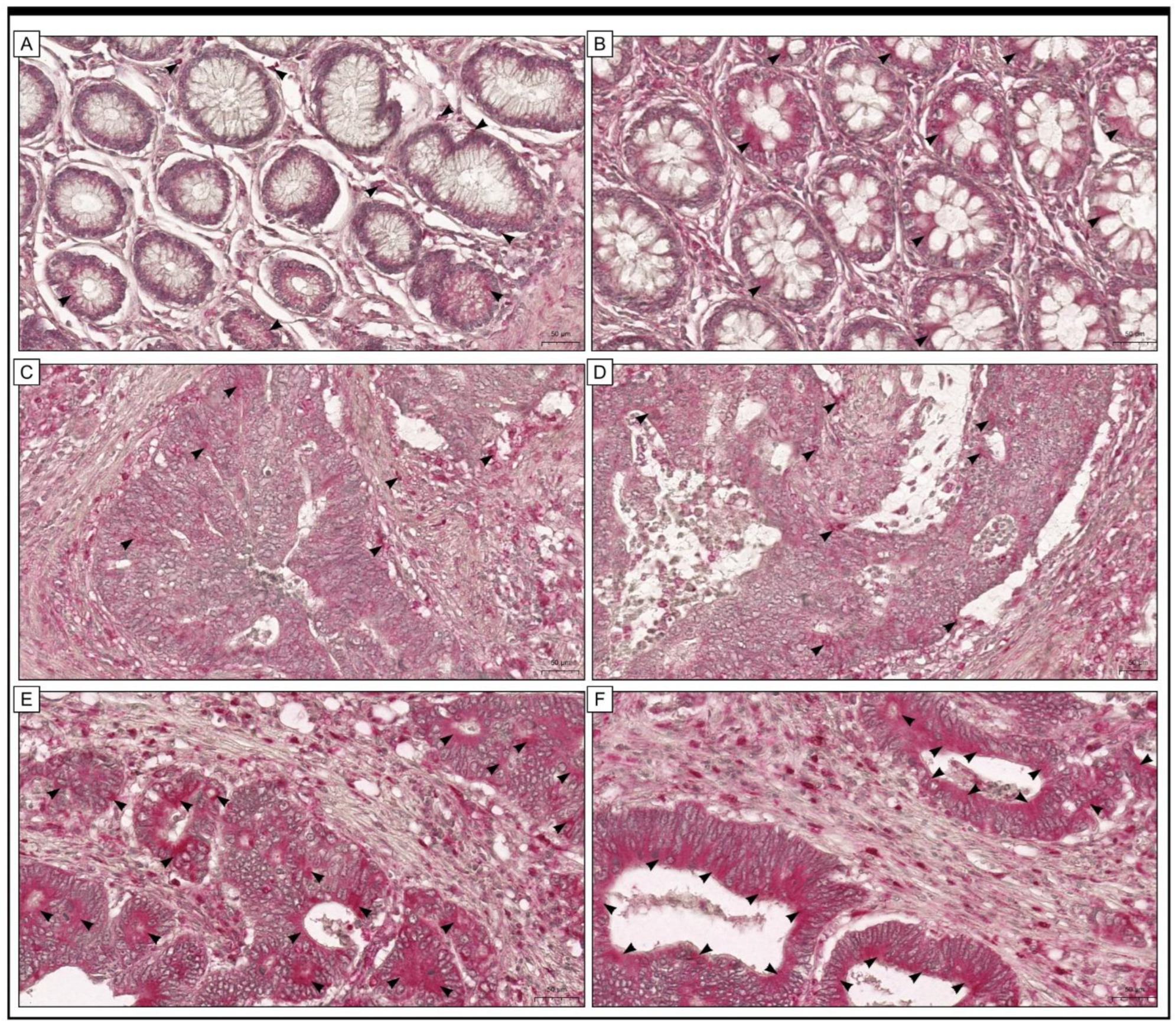 Pharmaceuticals 16 00740 g001