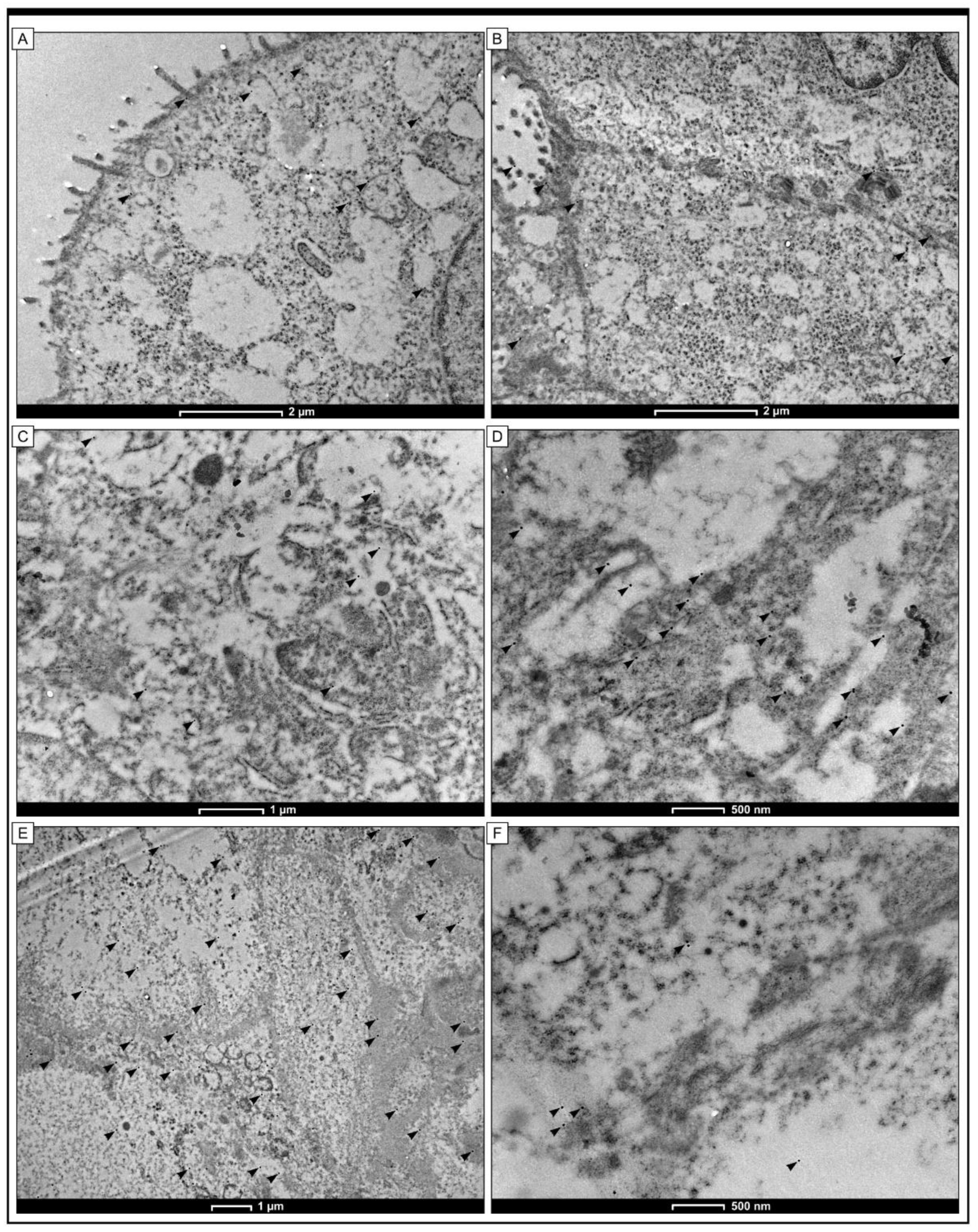 Pharmaceuticals 16 00740 g005