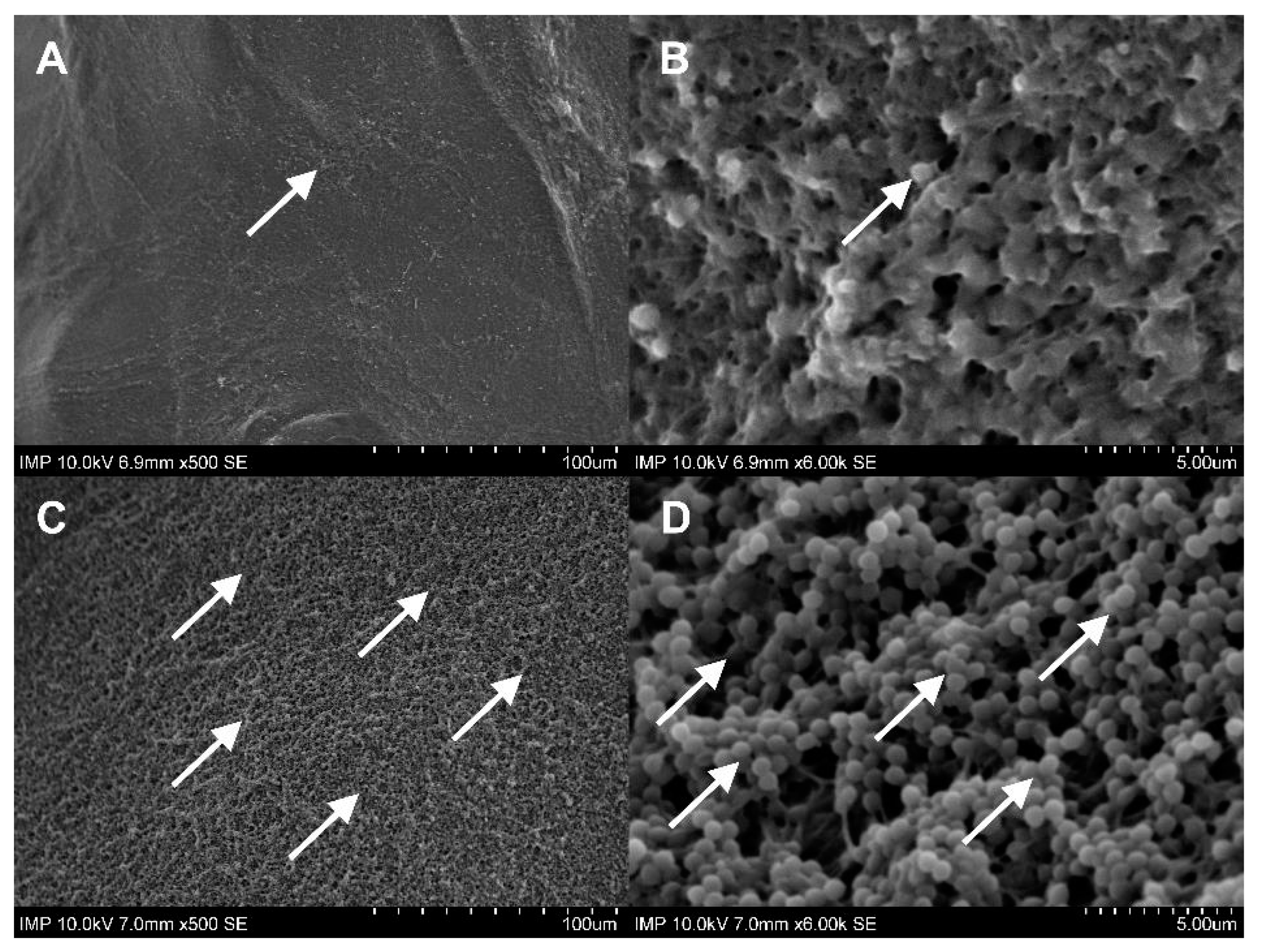 Pharmaceuticals 16 00744 g005