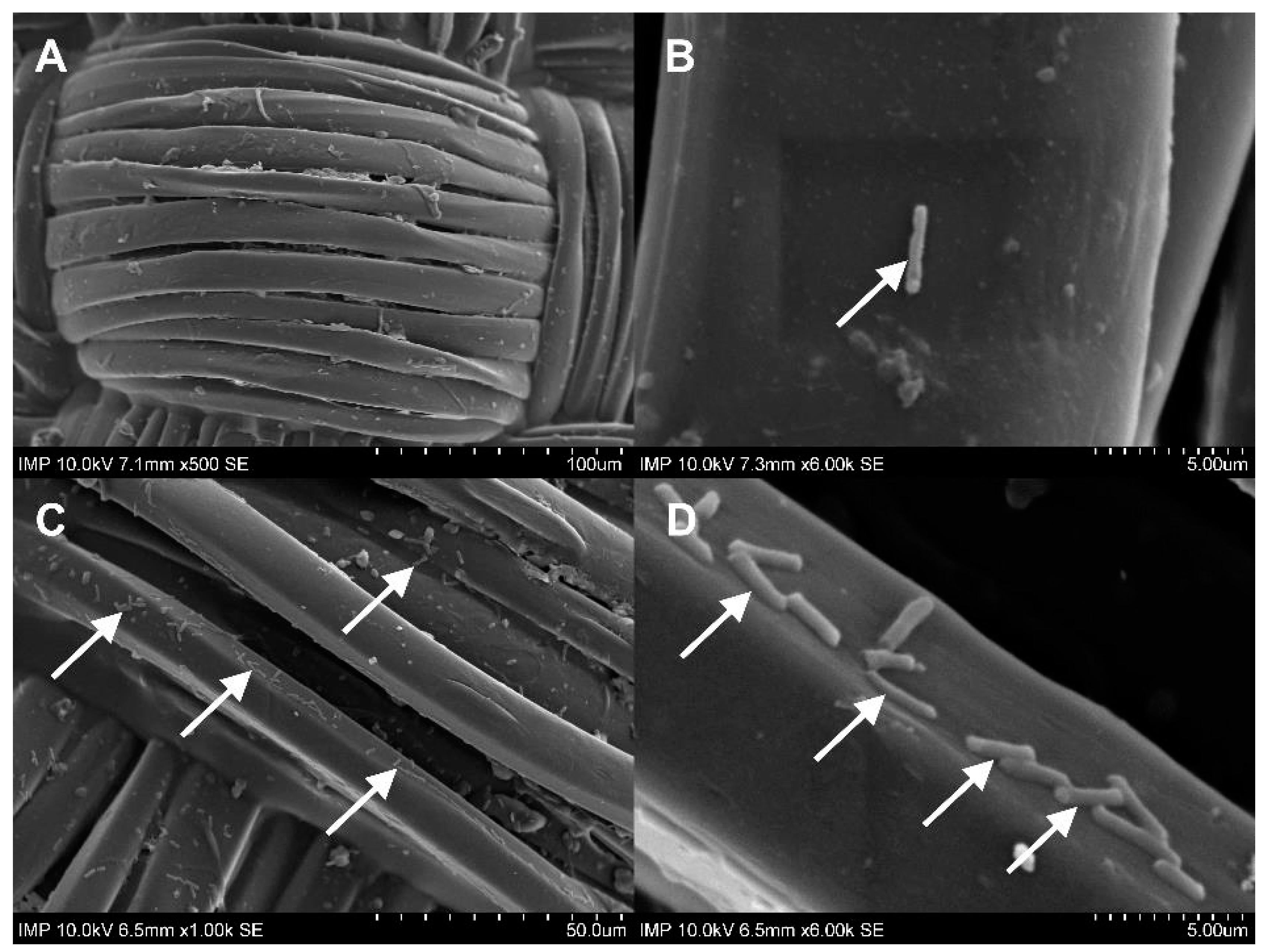 Pharmaceuticals 16 00744 g008
