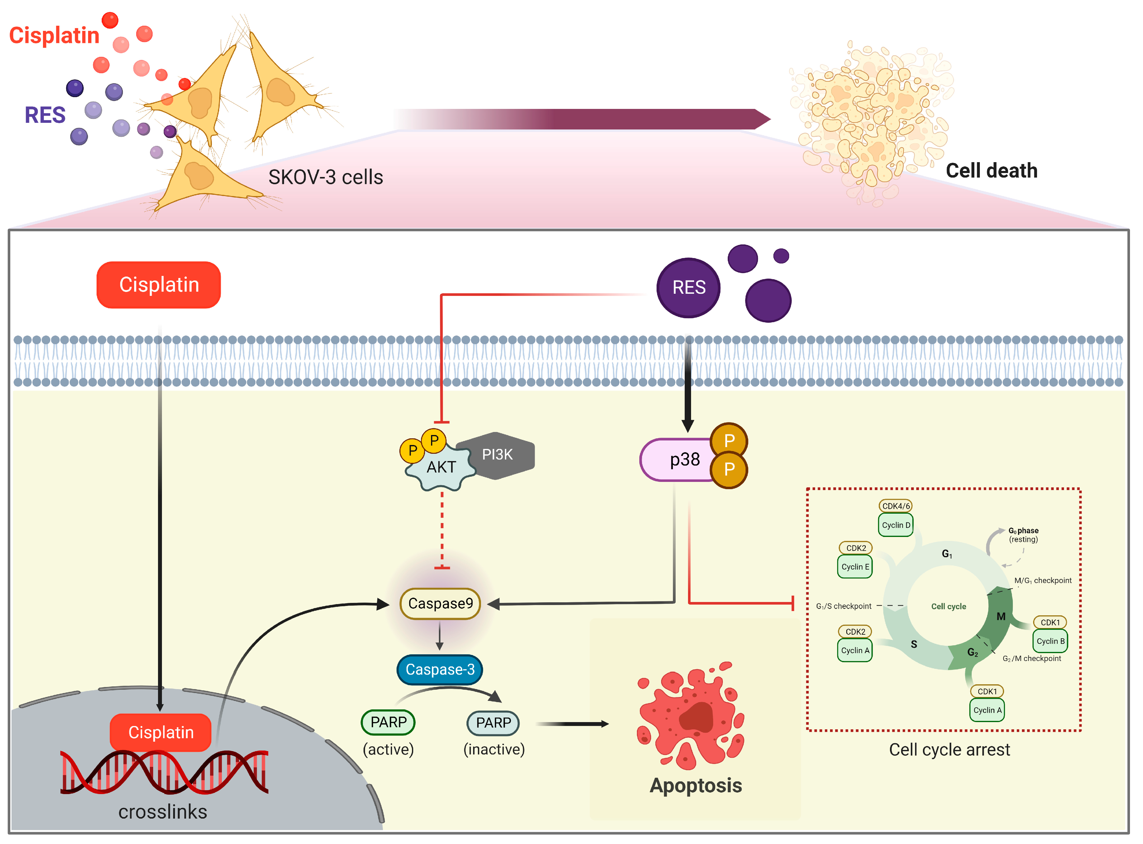 Pharmaceuticals 16 00755 g006