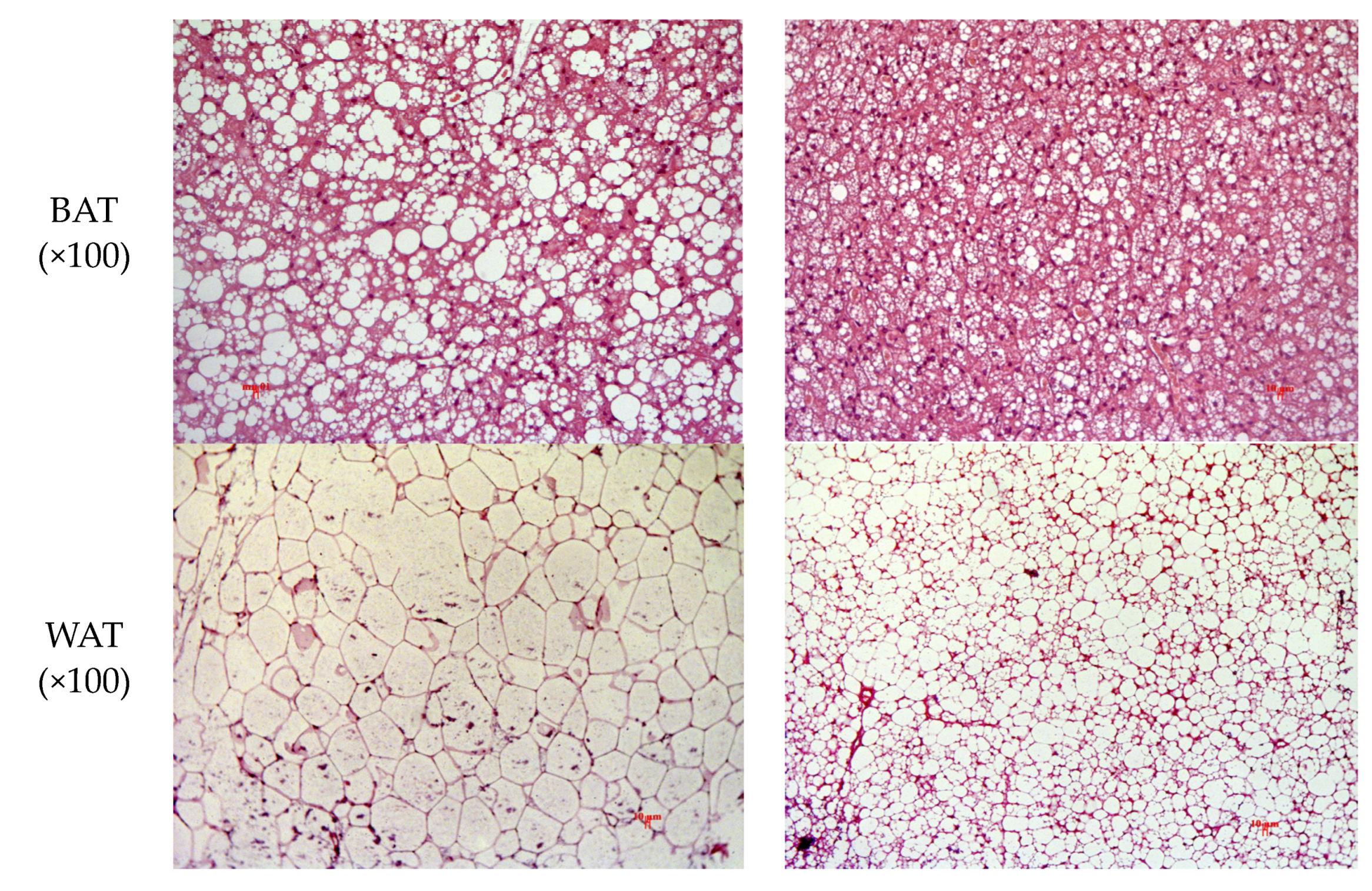 Pharmaceuticals 16 00768 g005b