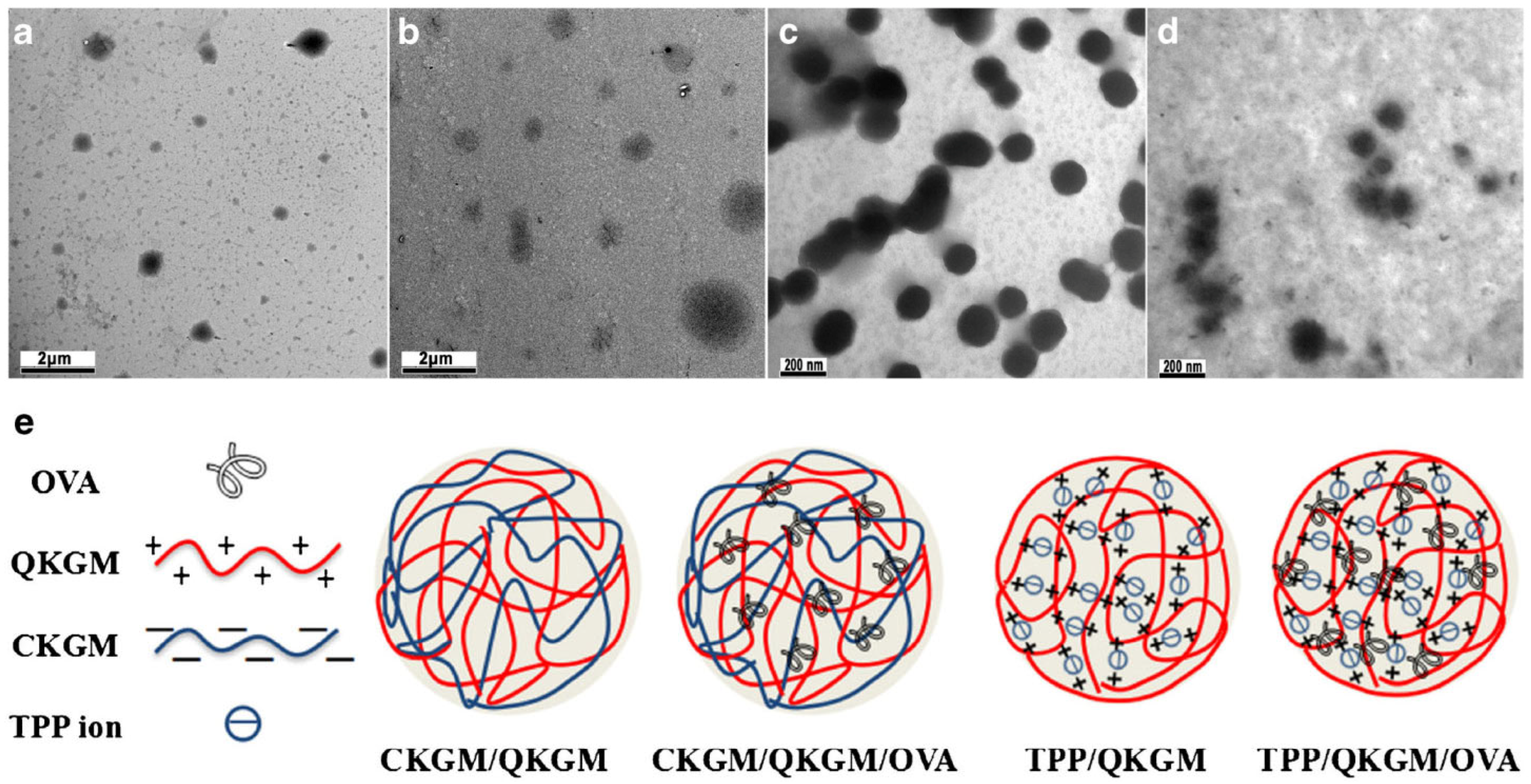 Pharmaceuticals 16 00776 g007 Pharmaceuticals 16 00776 g007