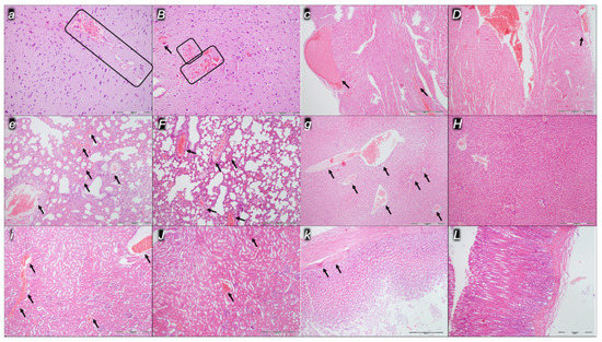 bpc-157 amphetamine Innate Vascular Failure by Application of Neuroleptics, Amphetamine, and  Domperidone Rapidly Induced Severe Occlusion/Occlusion-like Syndromes in  Rats and Stable Gastric Pentadecapeptide BPC 157 as Therapy