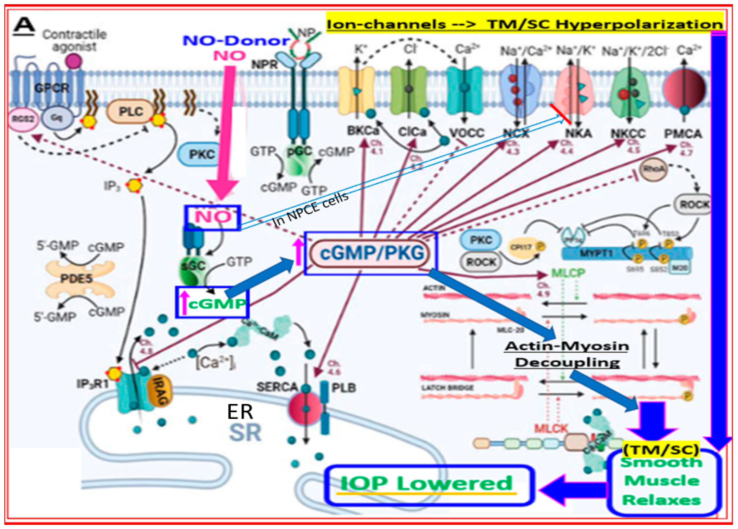 Pharmaceuticals 16 00791 g008a Pharmaceuticals 16 00791 g008a