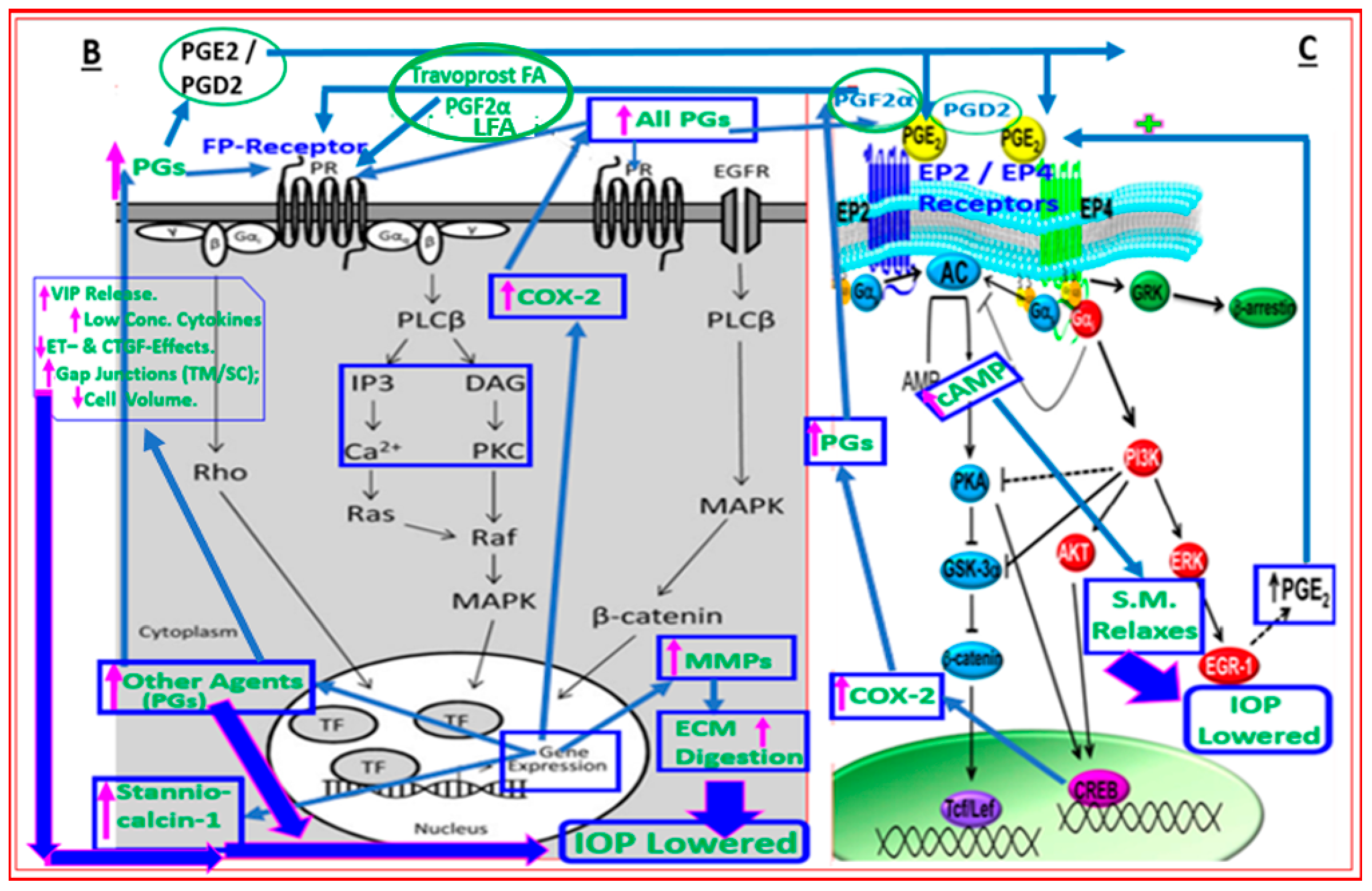 Pharmaceuticals 16 00791 g008b Pharmaceuticals 16 00791 g008b