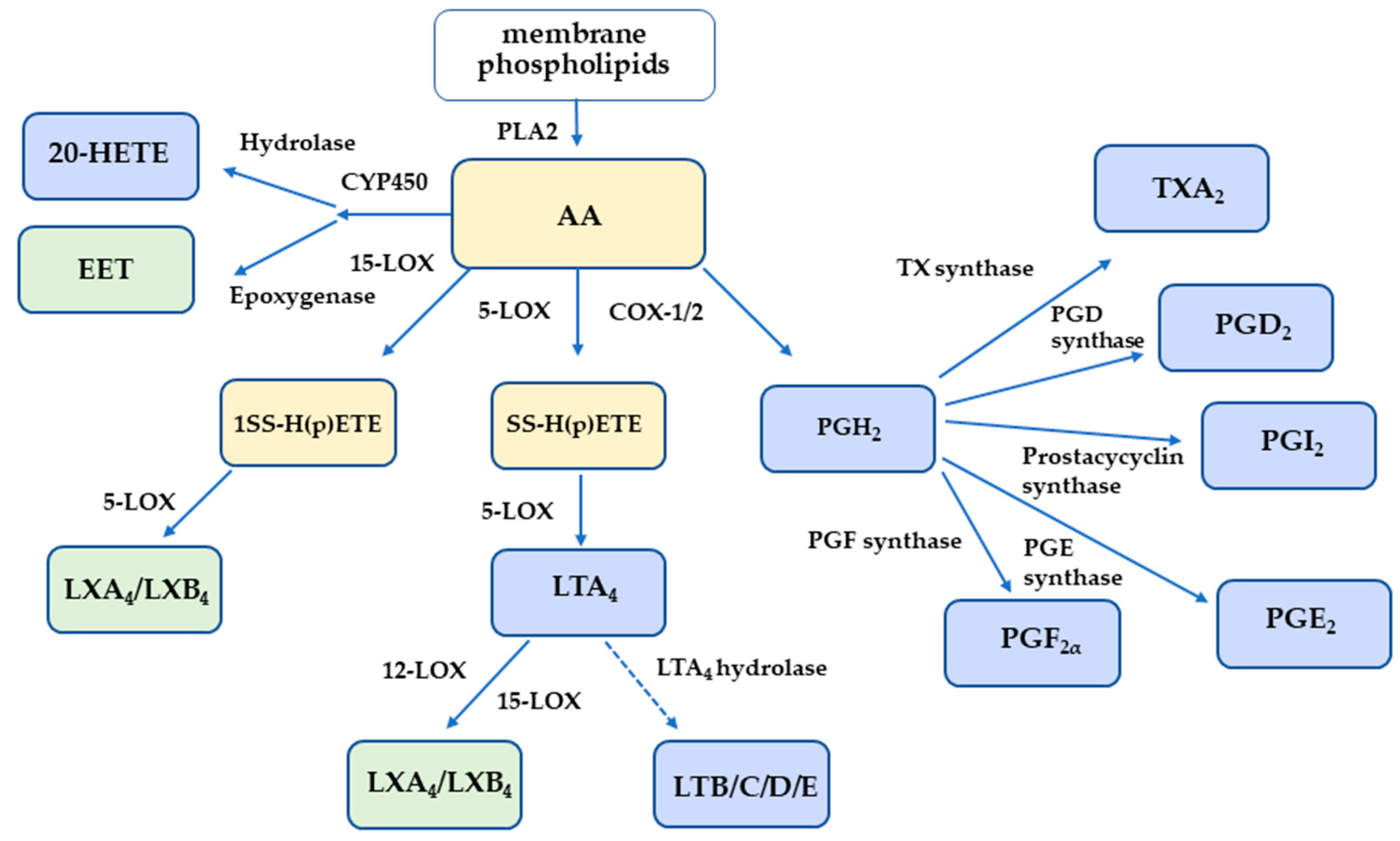 Pharmaceuticals 16 00804 g001 Pharmaceuticals 16 00804 g001