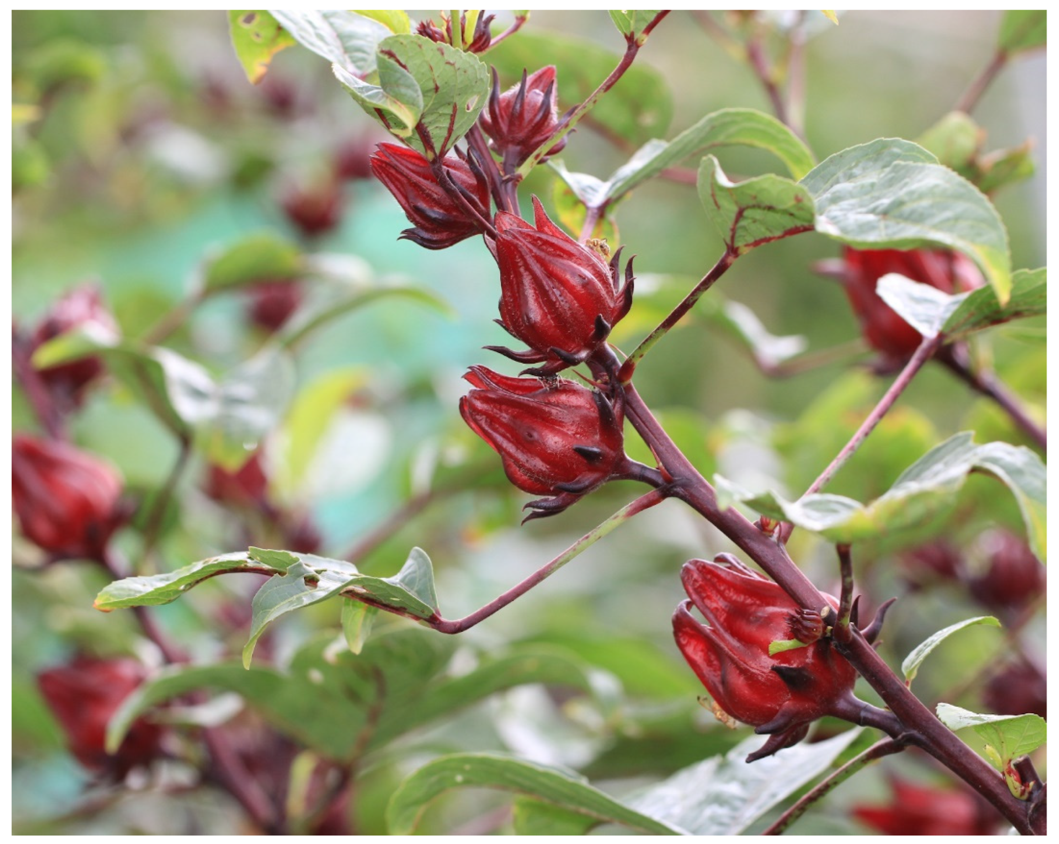 Pharmaceuticals 16 00807 g001 Pharmaceuticals 16 00807 g001