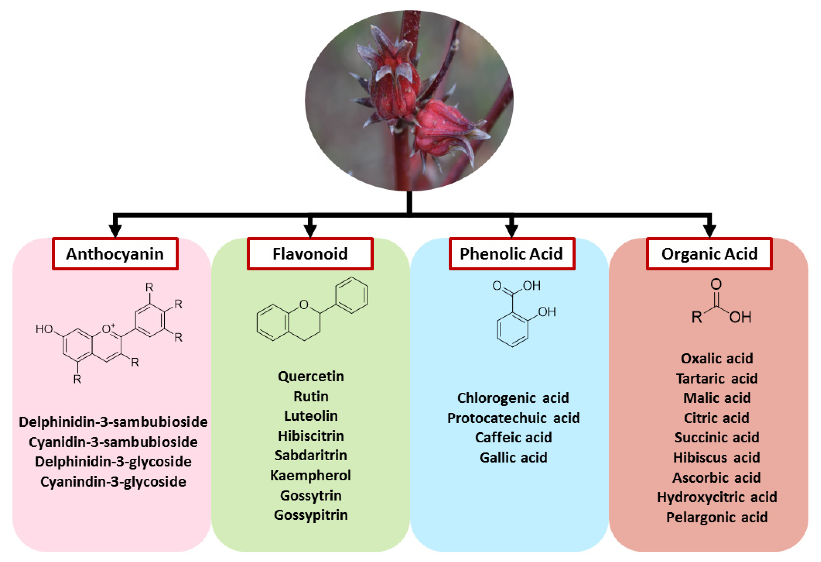 What Are The Potential Therapeutic Applications Of The Chemical Compound Therapeutic Potential of Hibiscus sabdariffa Linn. in Attenuating