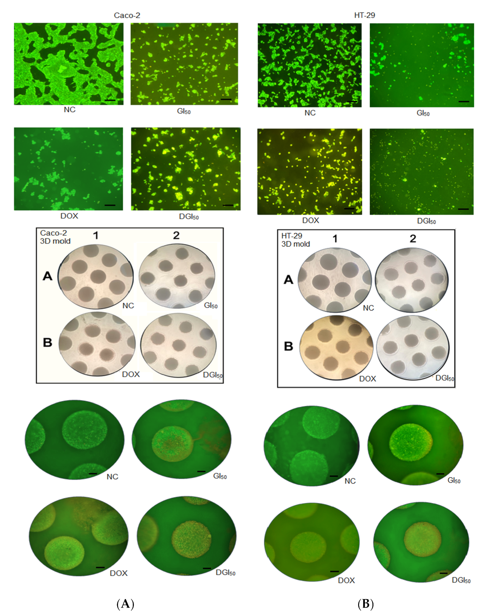 国内発送 Imidazo Selenylated [1,2-a]pyridine and Apoptosis Induces タレントカード