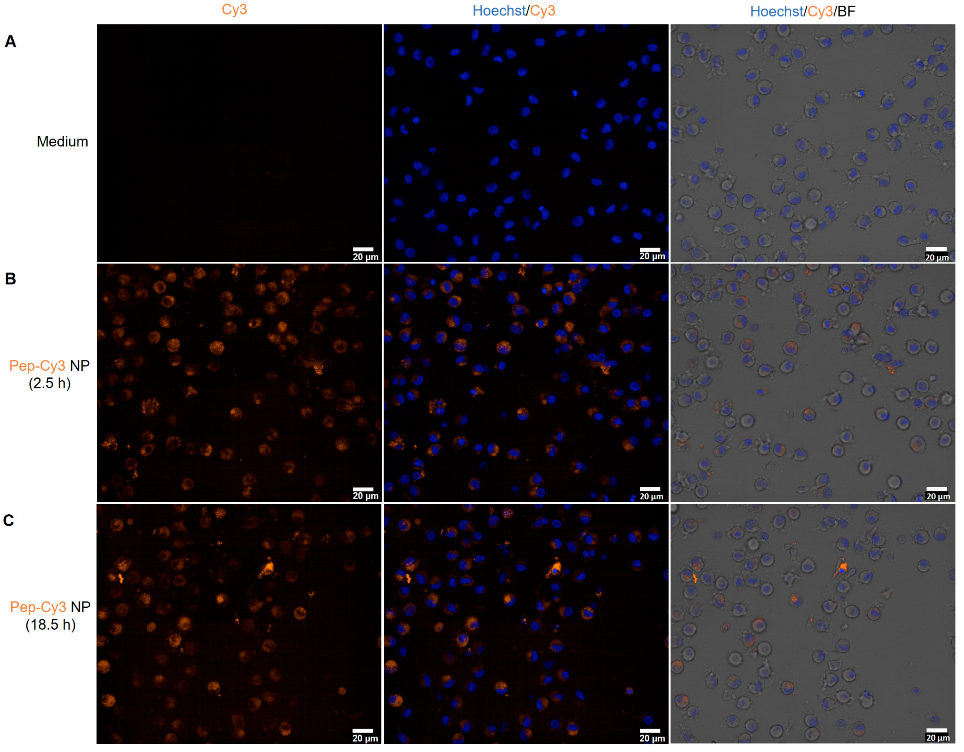Pharmaceuticals 16 00818 g007 Pharmaceuticals 16 00818 g007