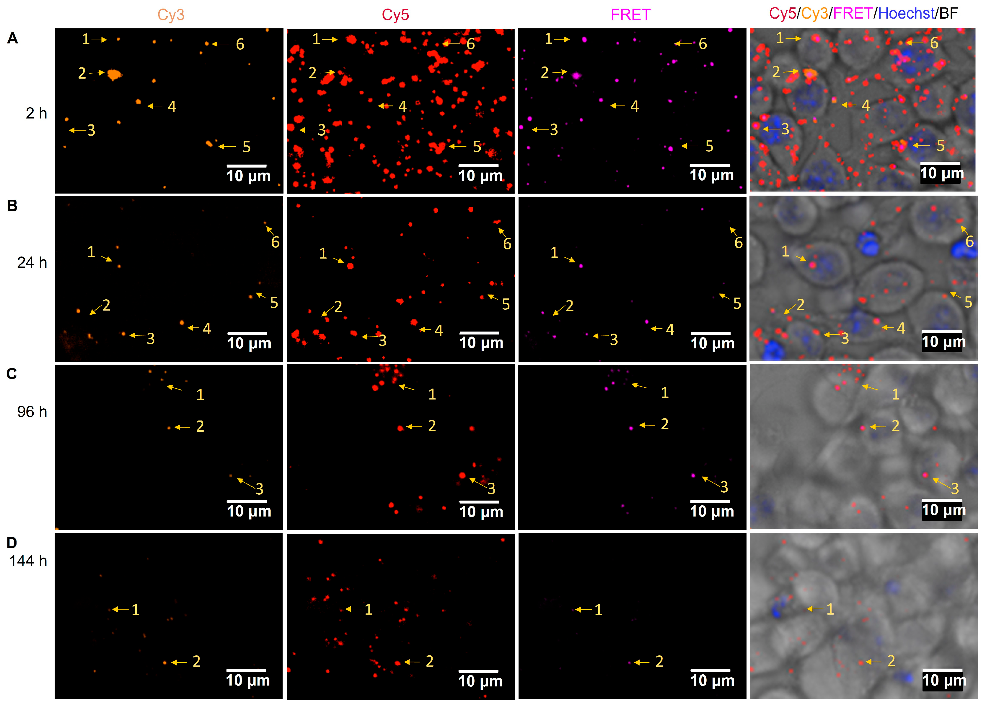 Pharmaceuticals 16 00818 g009 Pharmaceuticals 16 00818 g009