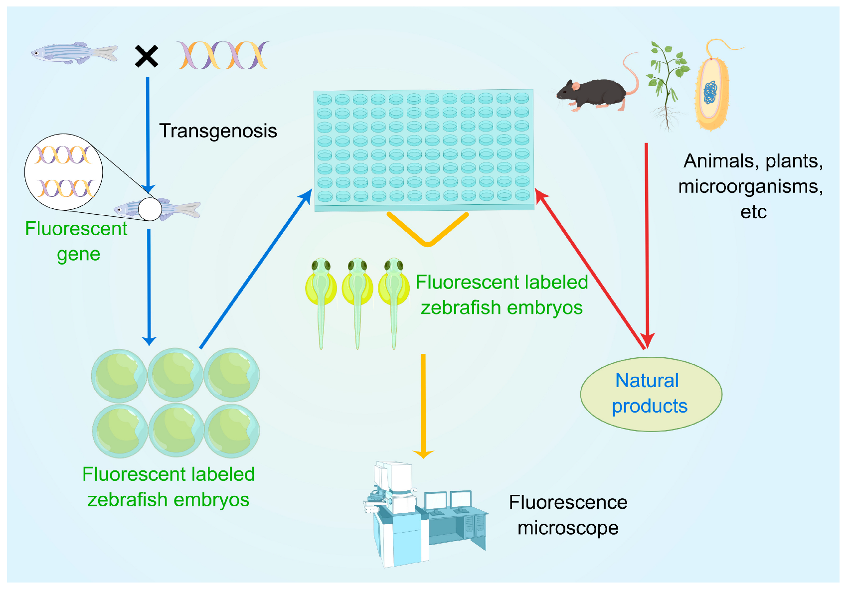 Pharmaceuticals Free FullText Application of Zebrafish as a Model