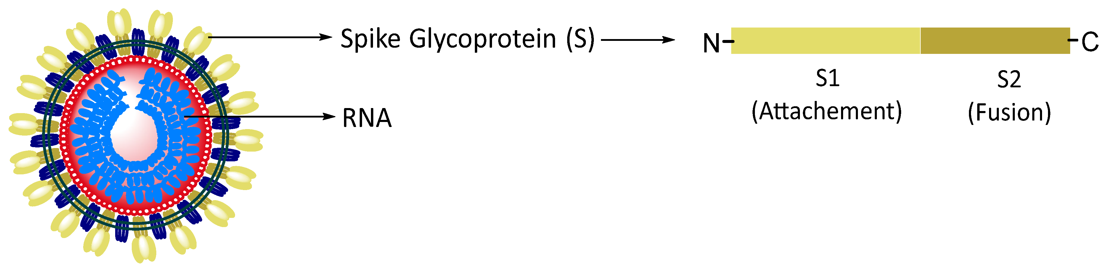 Pharmaceuticals 16 00834 g001 Pharmaceuticals 16 00834 g001